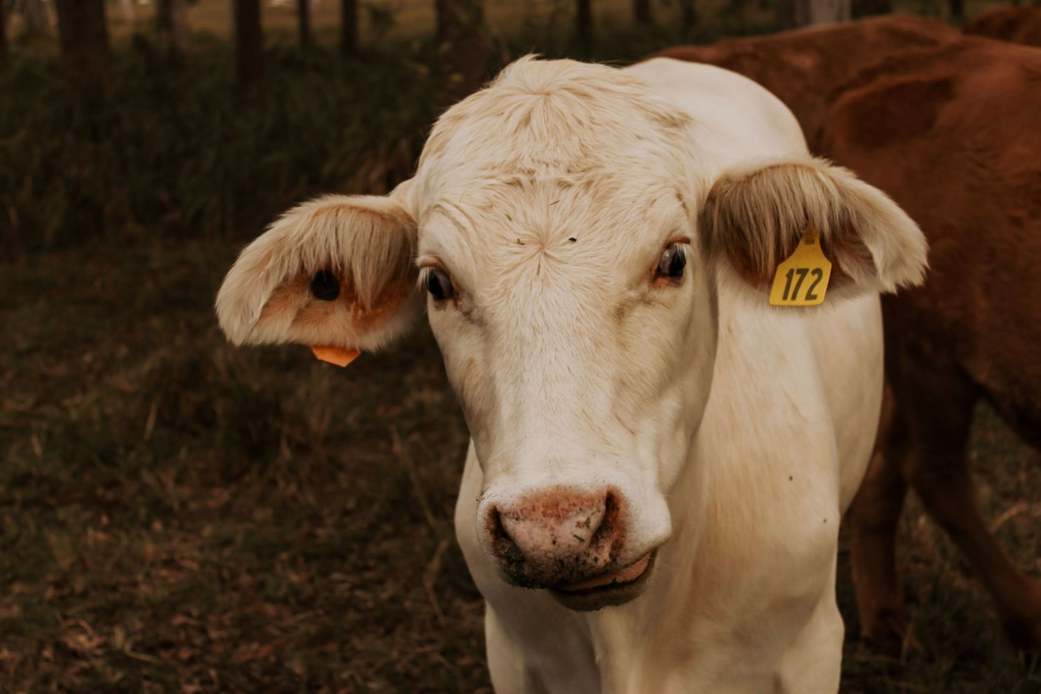 A Cow staring during an outdoor pet photography session in Hervey Bay.