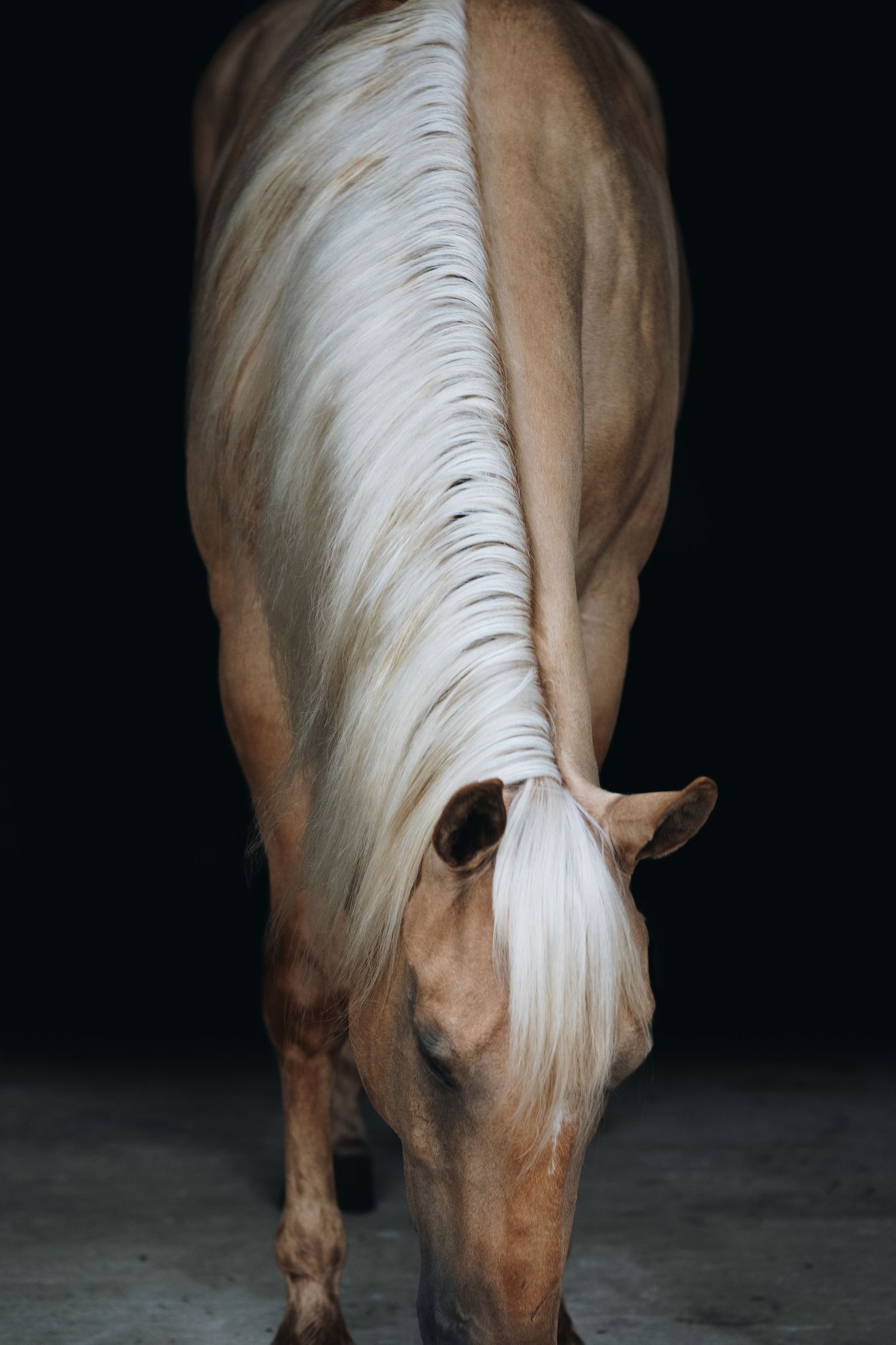 Artistic shot of a palomino horse with flowing white mane bending down.