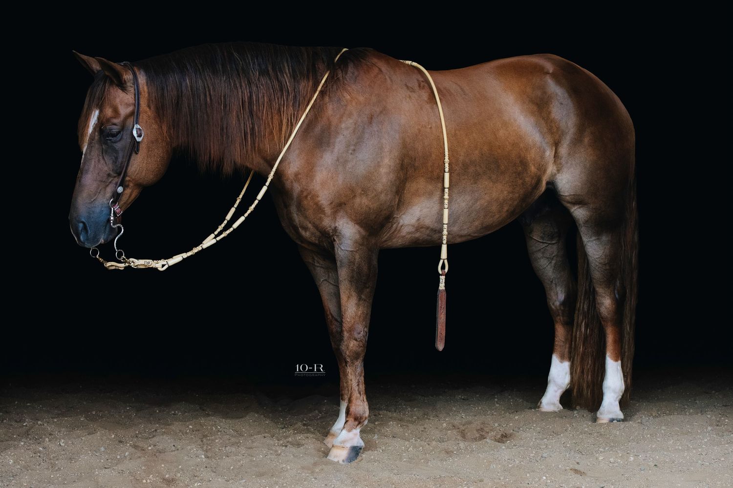 Multiple views of a bay horse with white socks standing in profile against a black background.