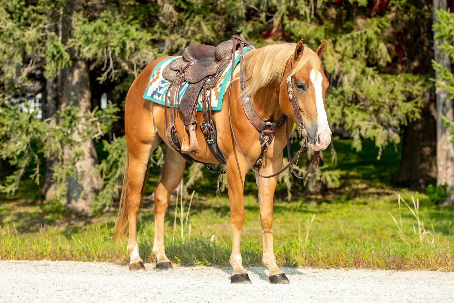 A palomino horse wearing turquoise tack stands in a sunny forest setting.
