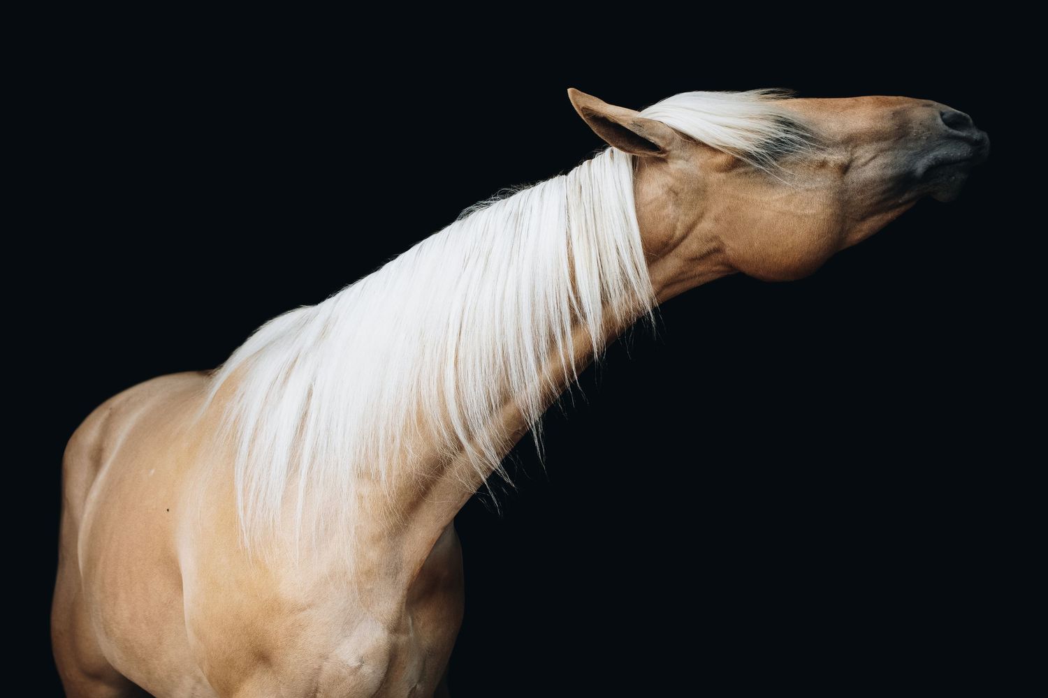 Series of white and brown horse portraits showing graceful neck movements against black backdrop.