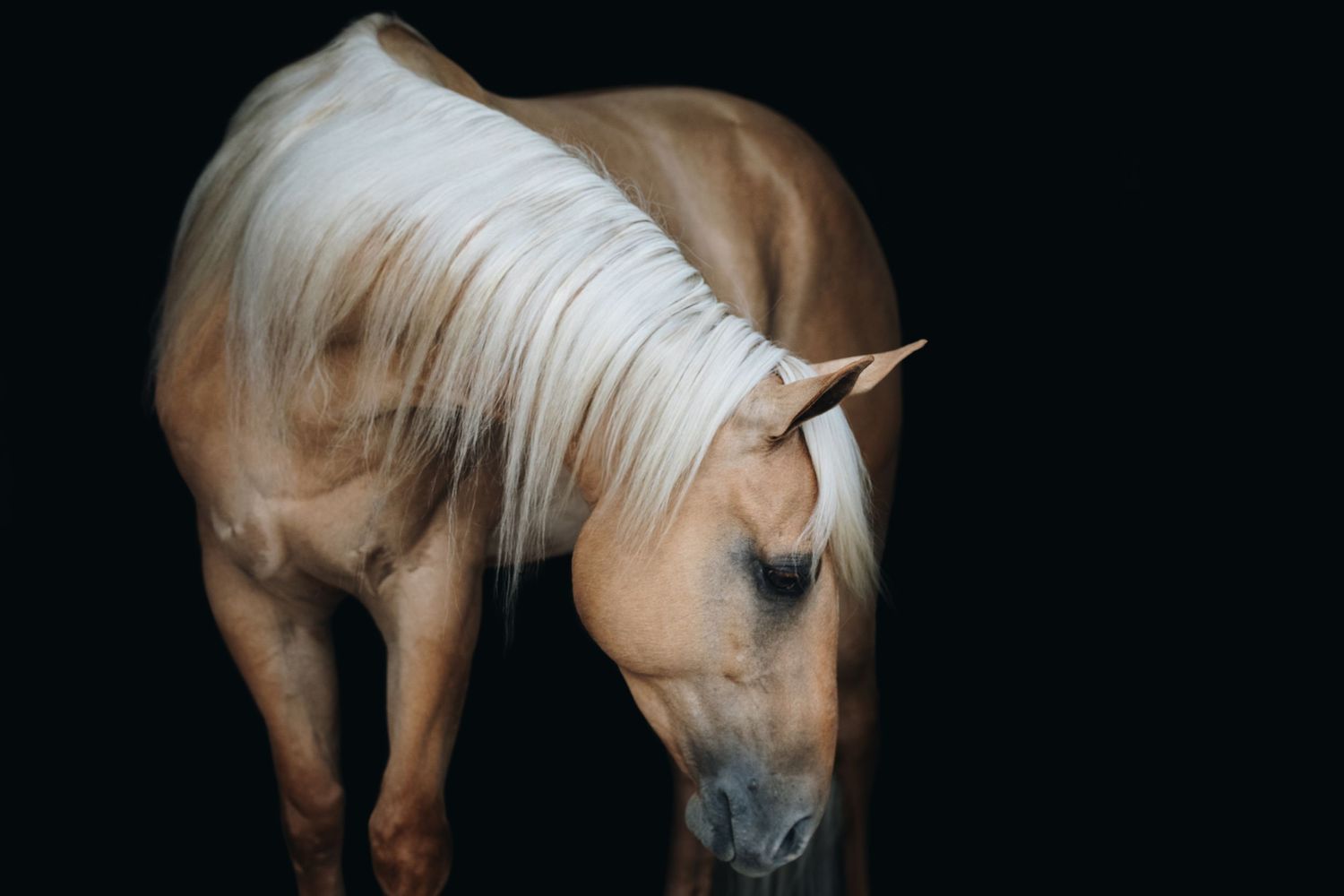 Side profile of a palomino horse with white mane in dramatic lighting.