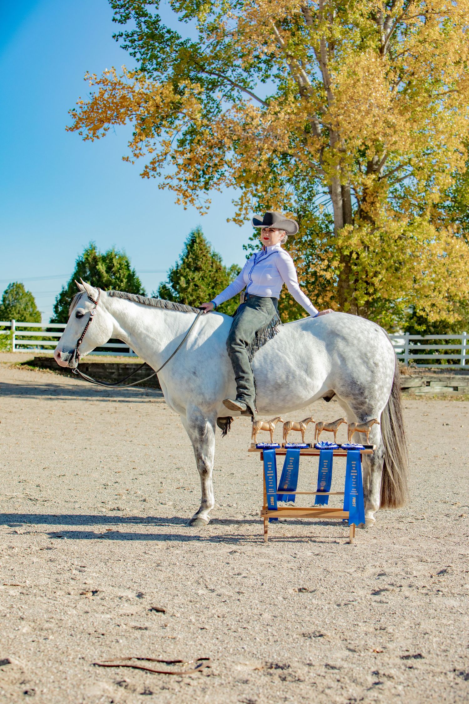 A white horse and rider practicing jumps over blue training obstacles in an outdoor arena on a sunny autumn day.