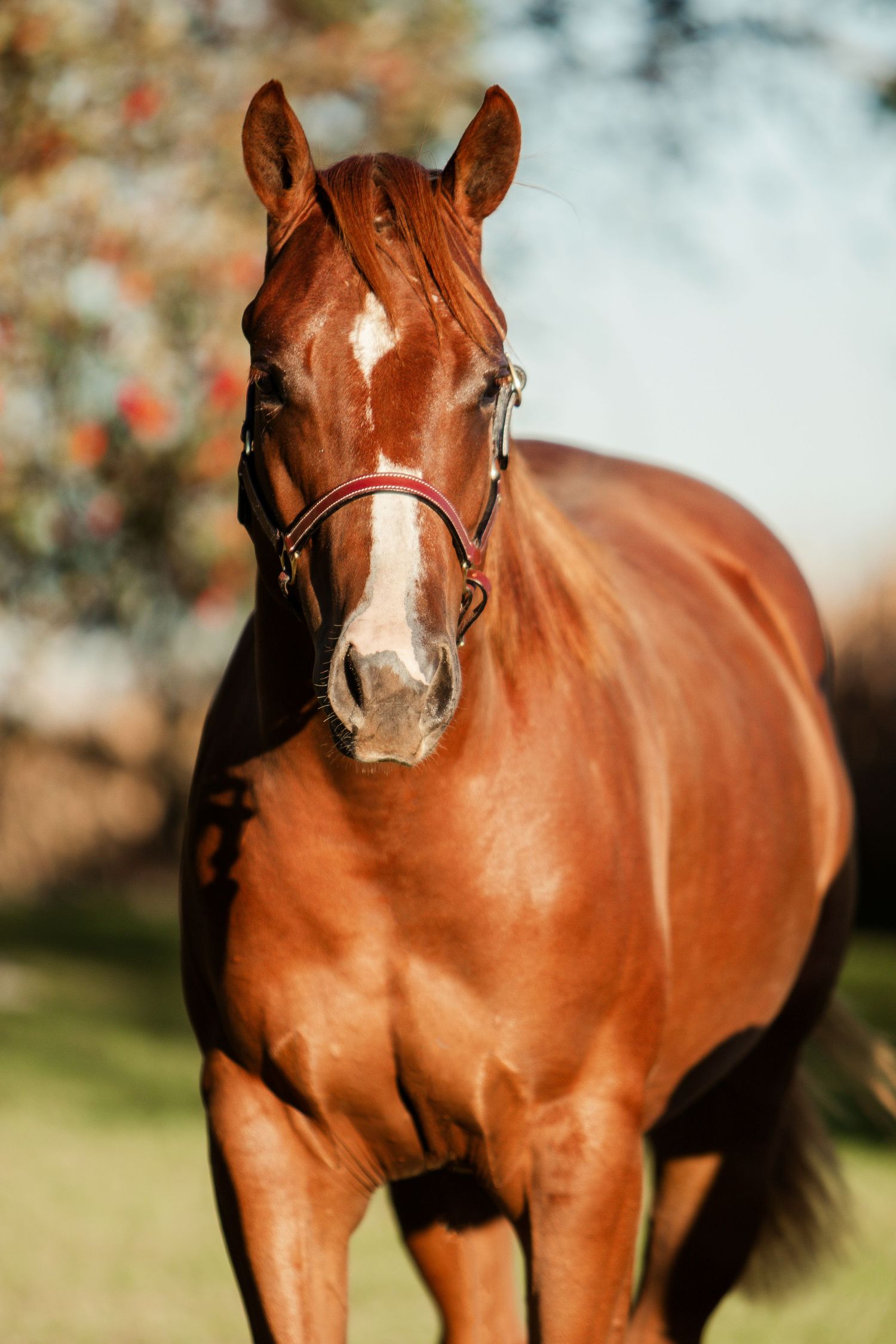 Close-up profile view of a chestnut colored horse with white markings in natural outdoor setting.