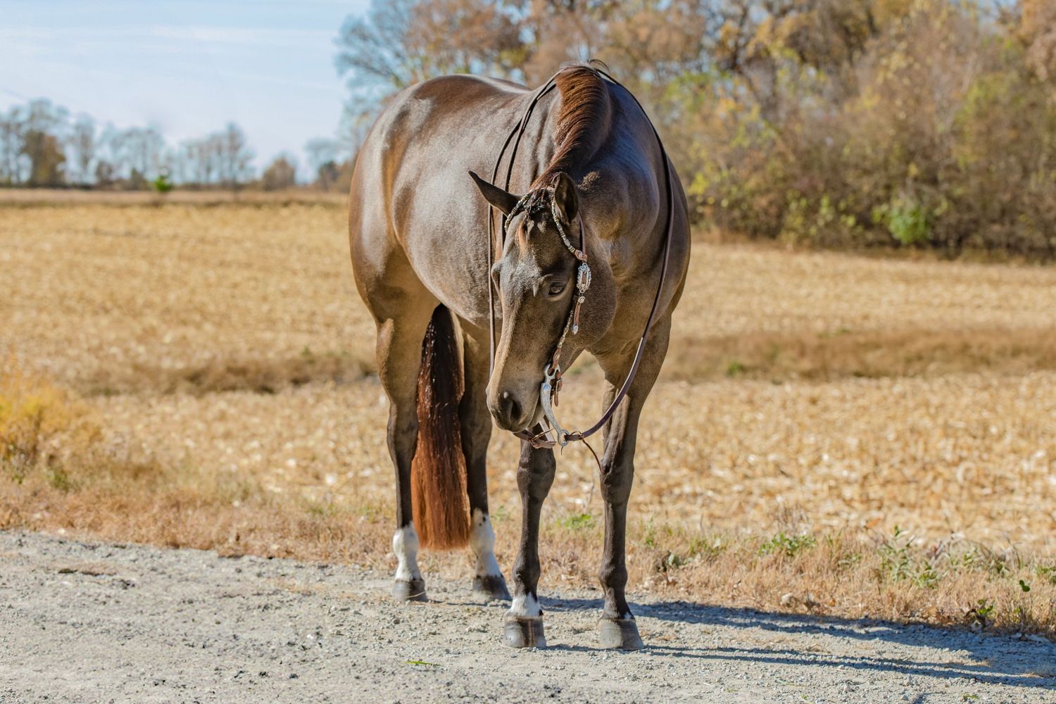 Rear view of a bay horse standing on a gravel path in a rural autumn setting.
