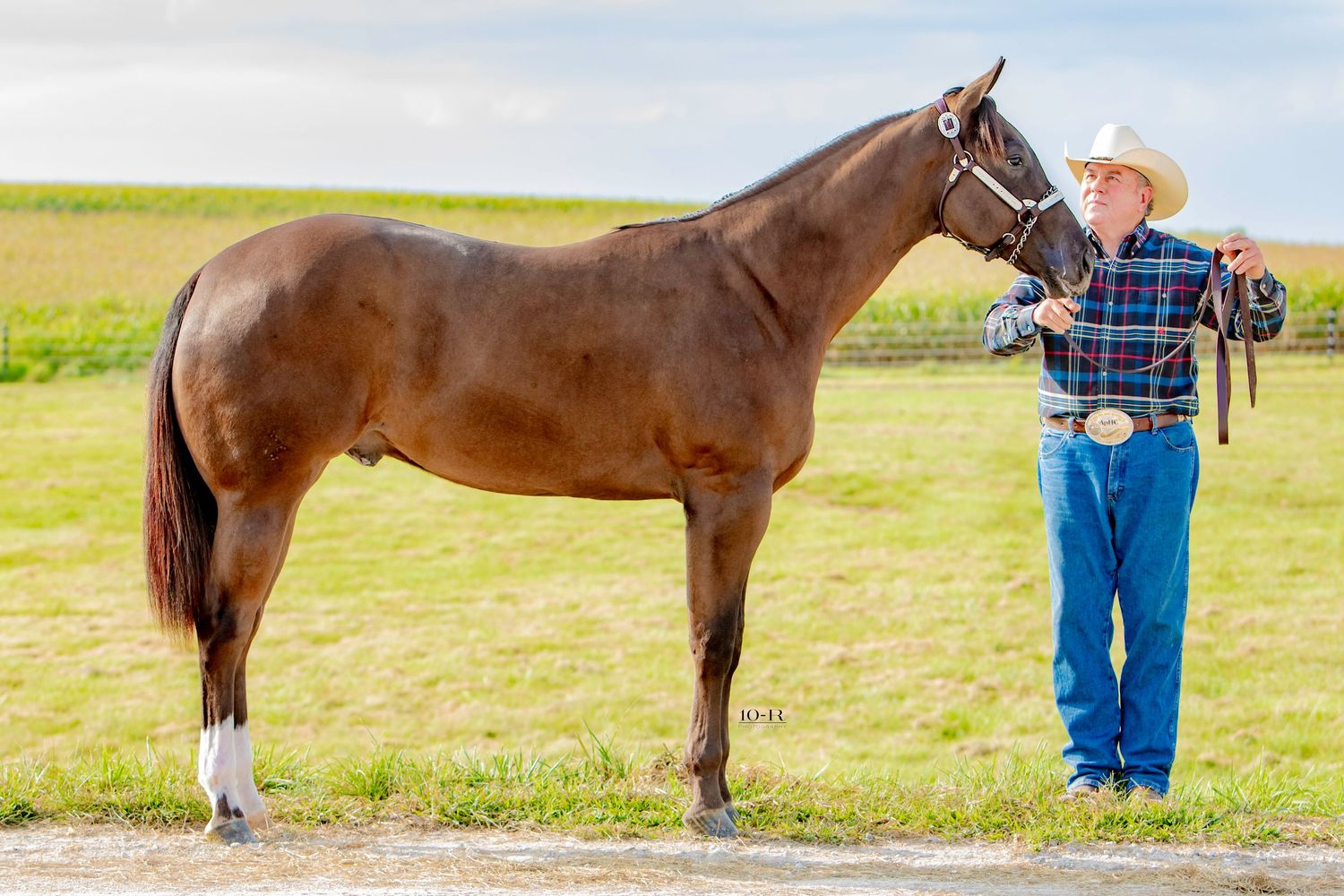 A chestnut horse stands in profile on a grassy field while being groomed.
