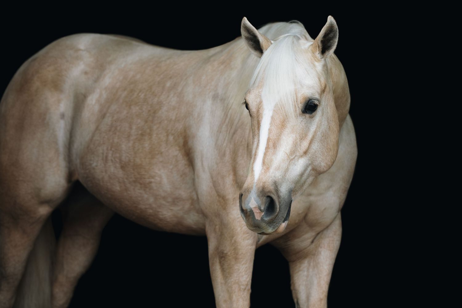 Portrait of a cream-colored horse against a black background.