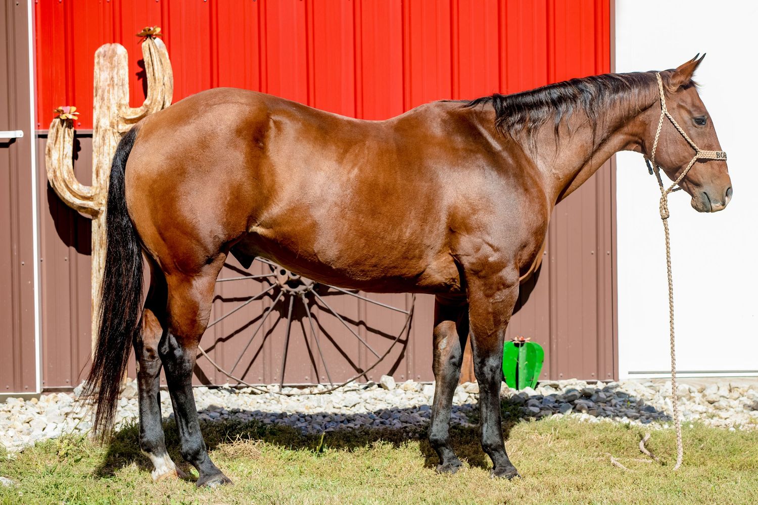 A muscular bay horse stands in profile against a red barn wall with a wagon wheel visible.
