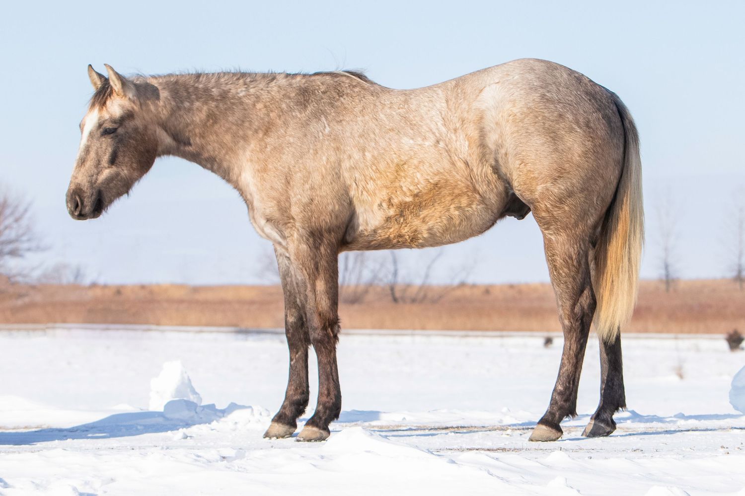 Horse with winter coat standing in snowy landscape under clear blue sky.