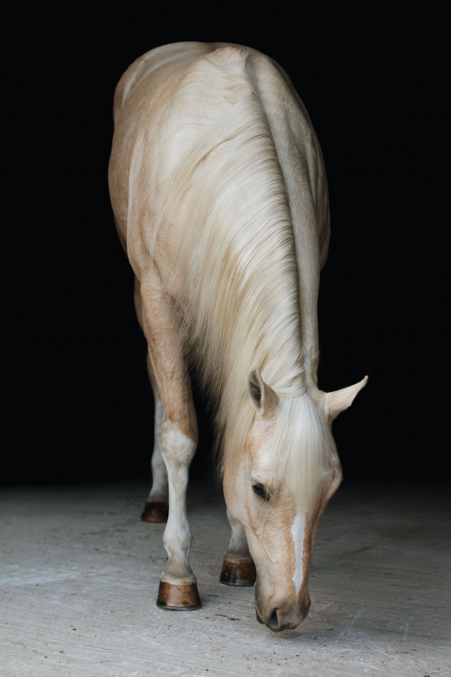 A beautiful white horse with a long flowing mane bends down against a dark background.