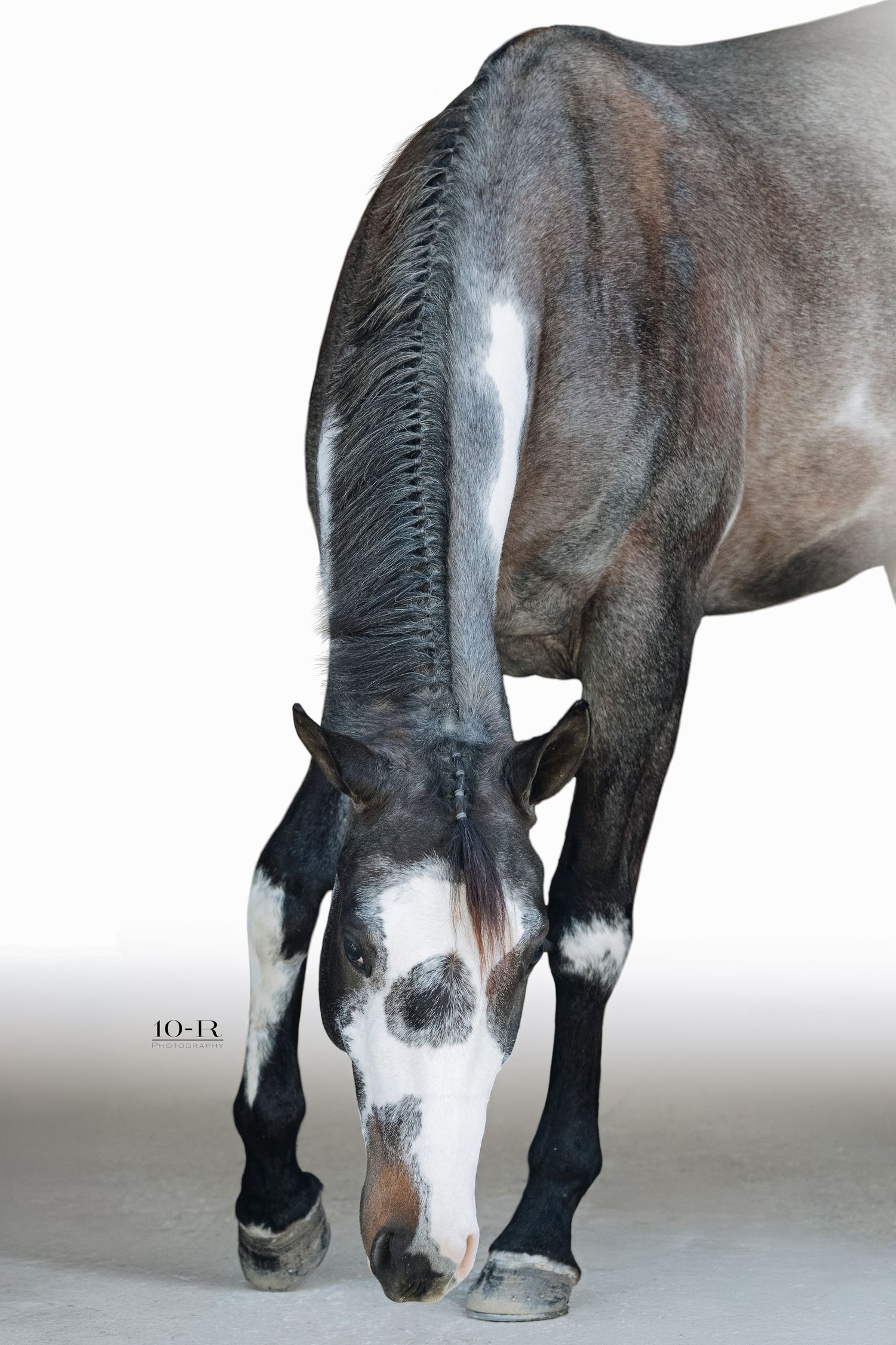 Close-up view of gray horse hooves and legs against white background.