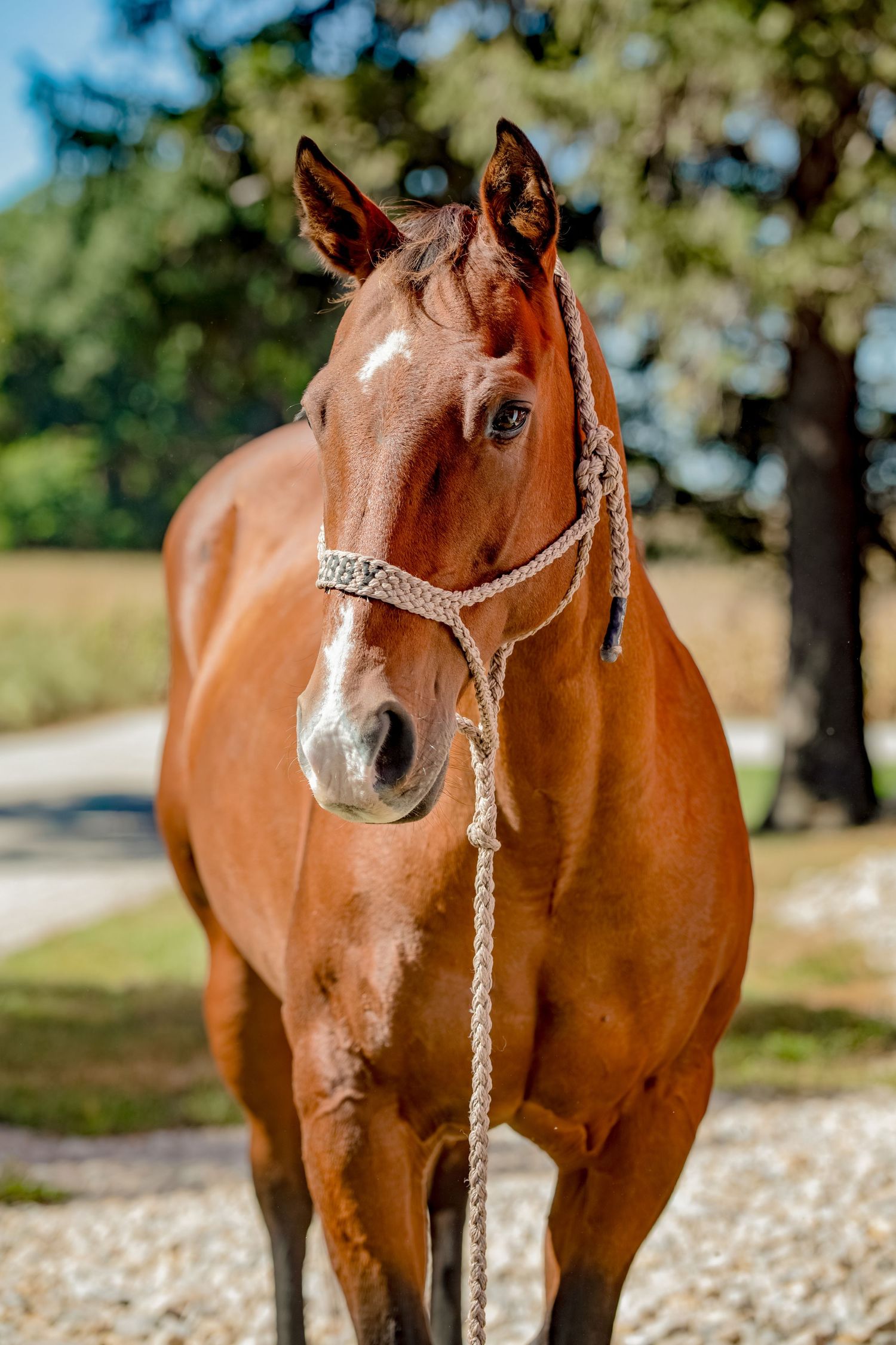 A chestnut horse wearing a rope halter looks at camera with trees in background.