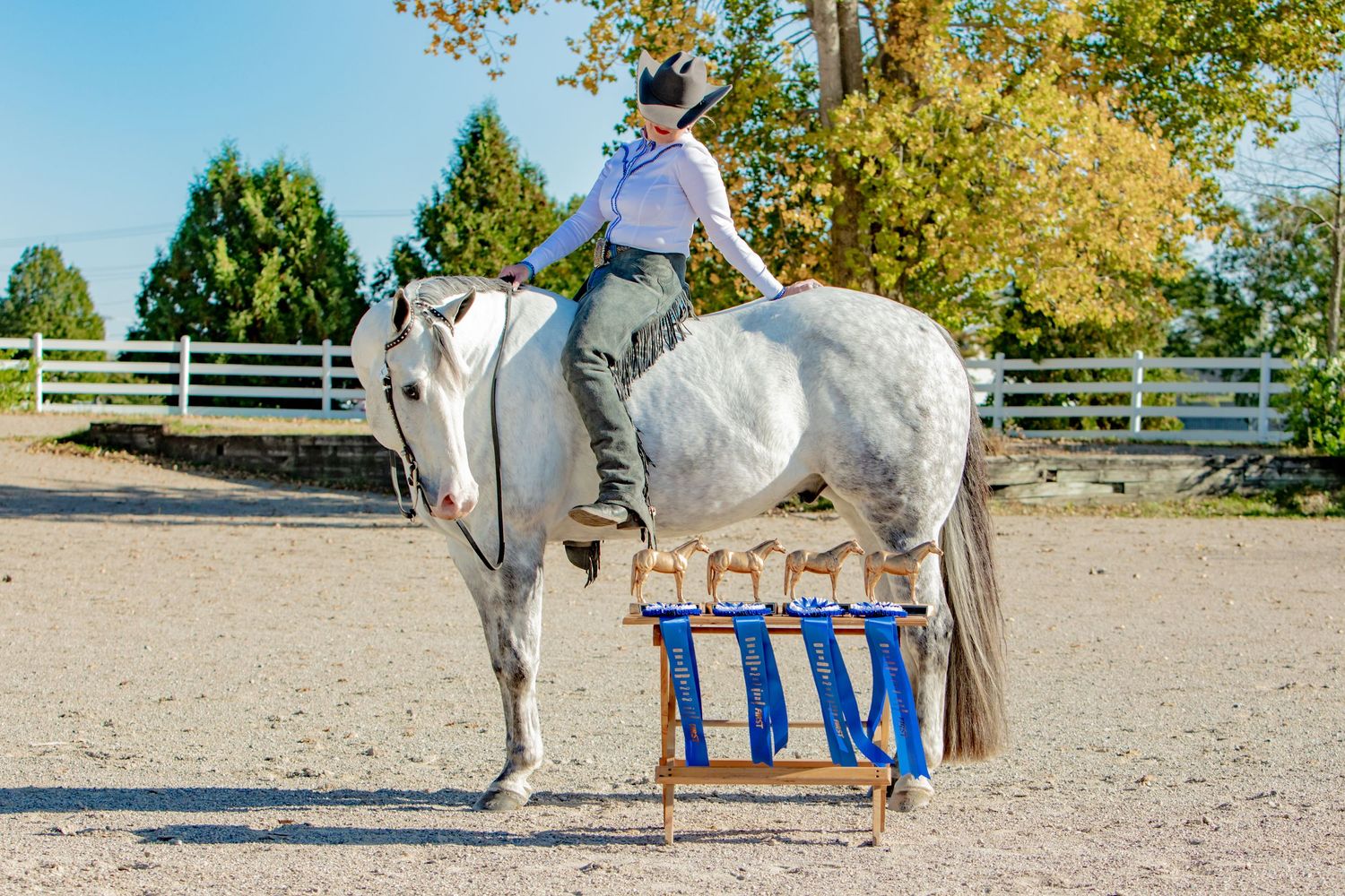 A sequence of equestrian jumping photos showing a white horse and rider clearing obstacles in an outdoor arena.