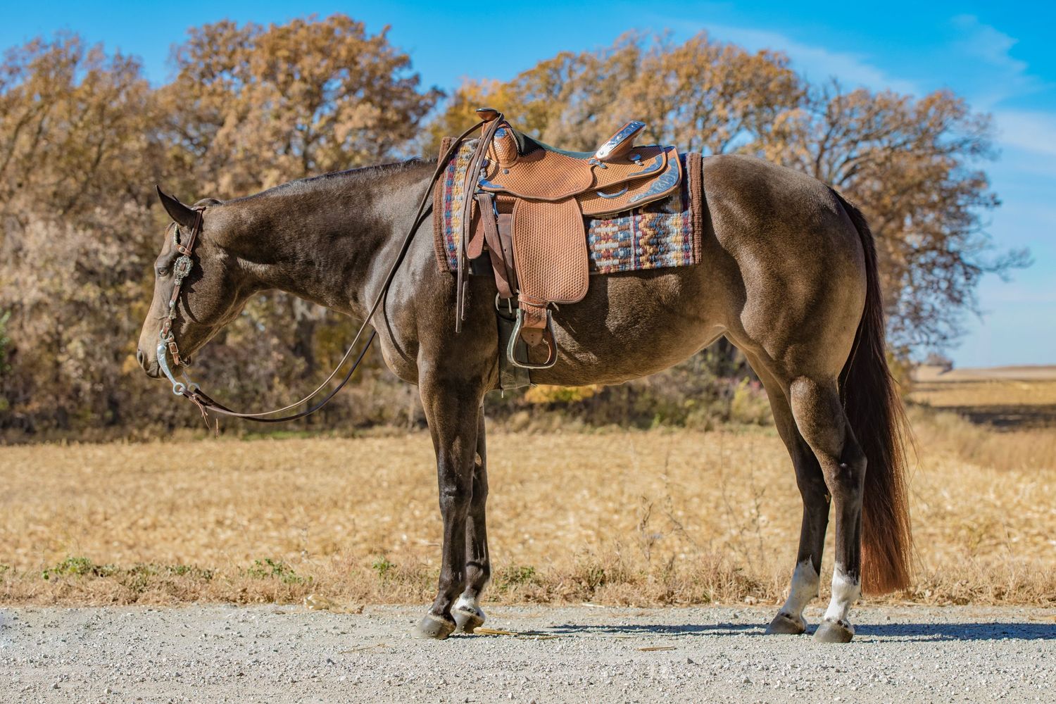 A dark horse with western saddle stands in profile on a dirt path with autumn trees in background.