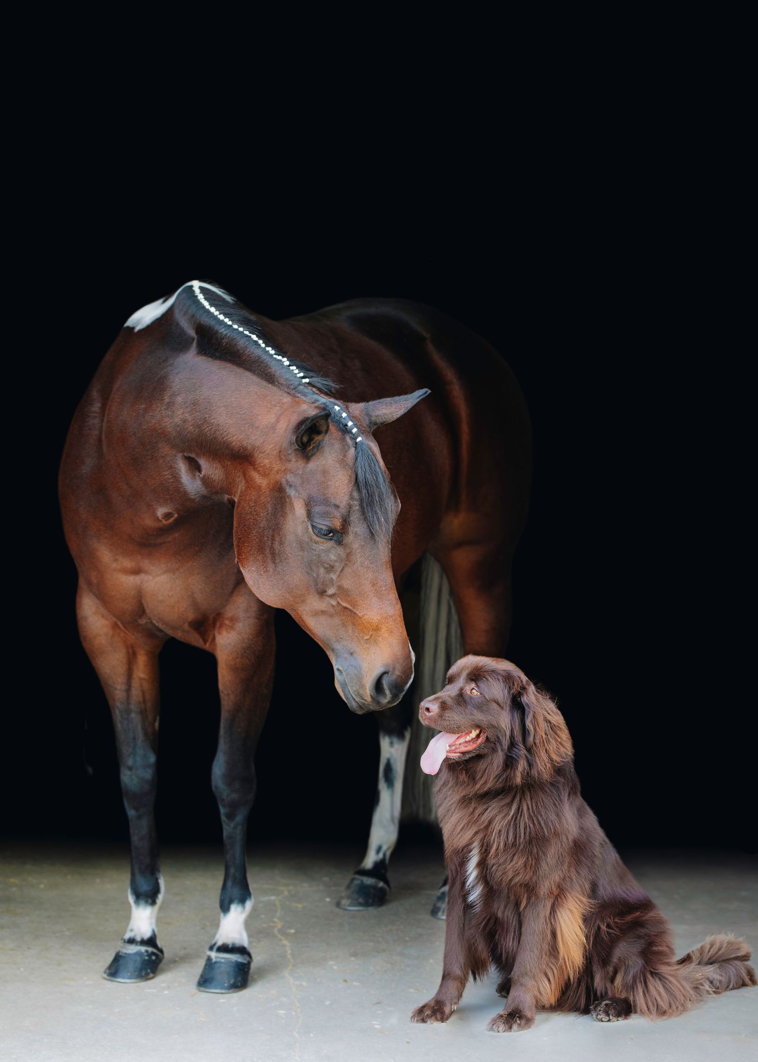 A bay horse bends down to greet a brown dog in a darkly lit stable setting.