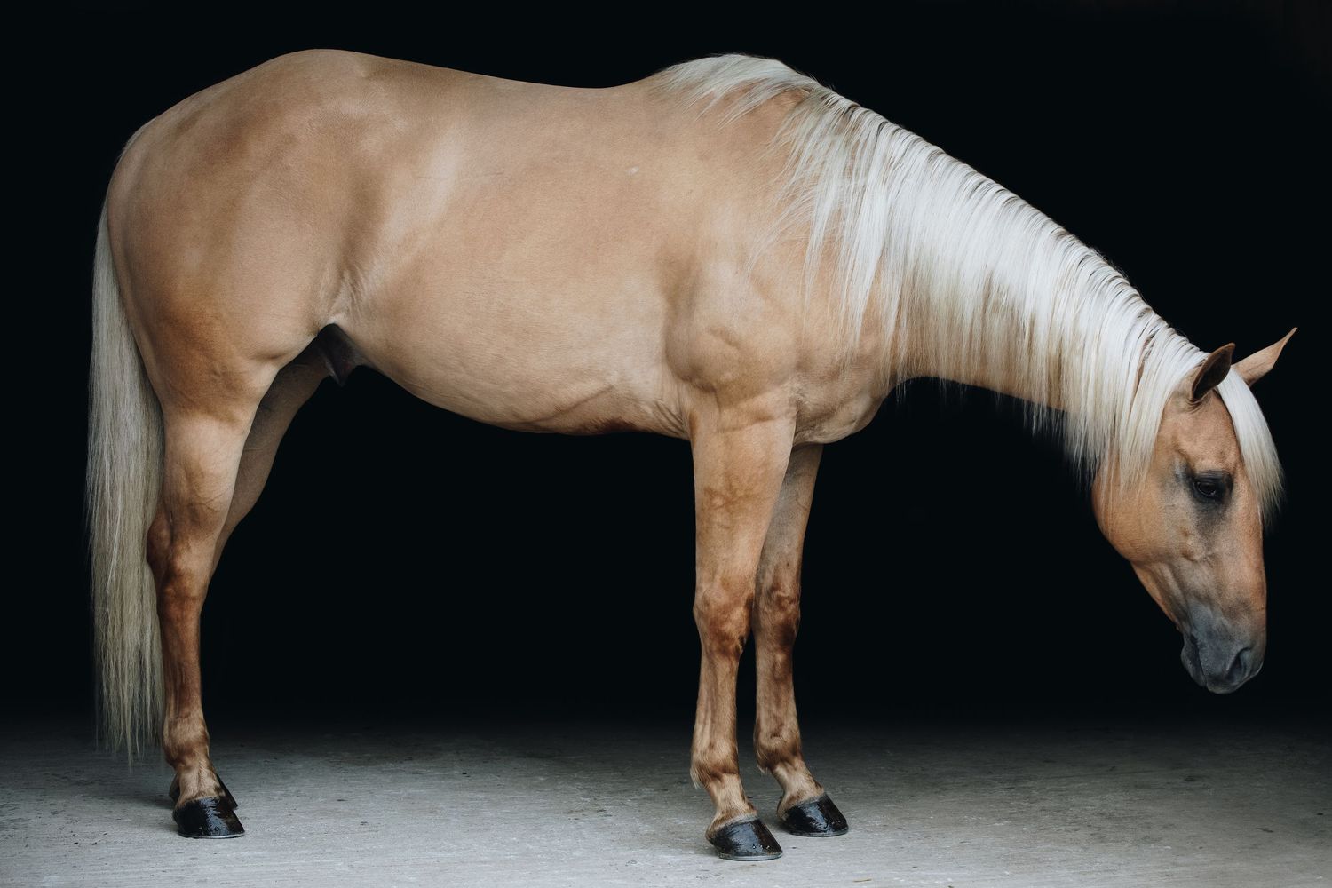 Cream-colored horse standing in profile showing full body against dark background.