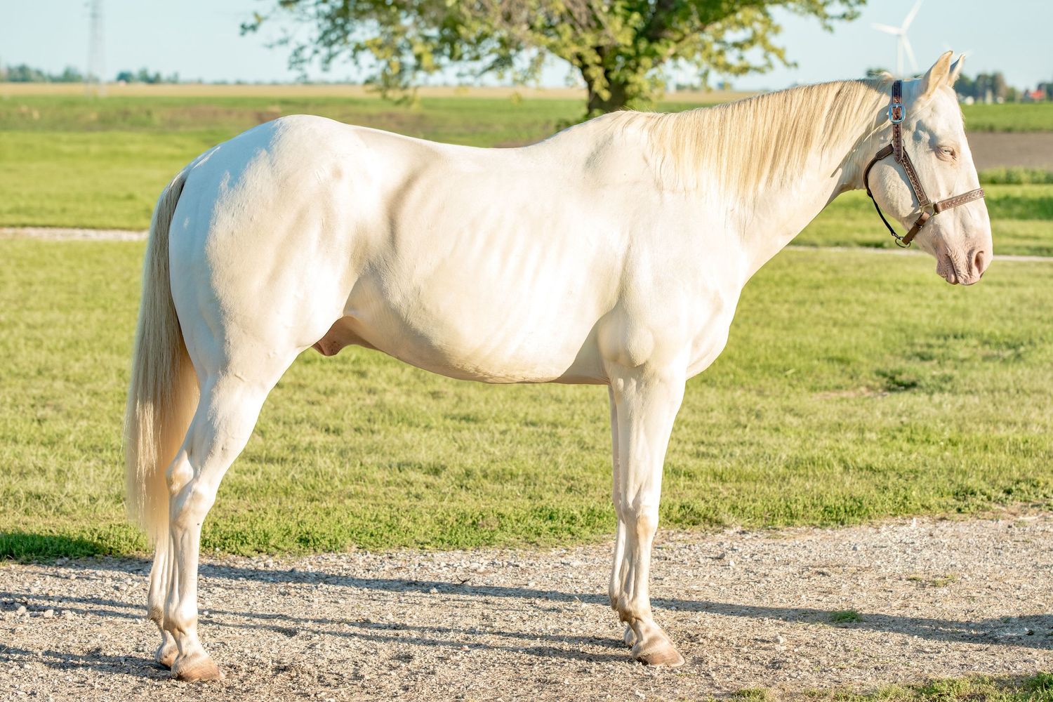 A cream-colored horse with light mane stands in profile on a dirt path.