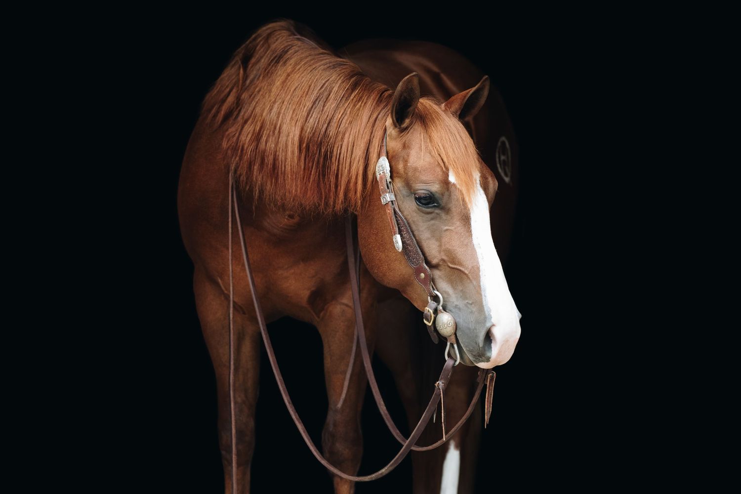 Portrait of a chestnut horse with white blaze against black background.