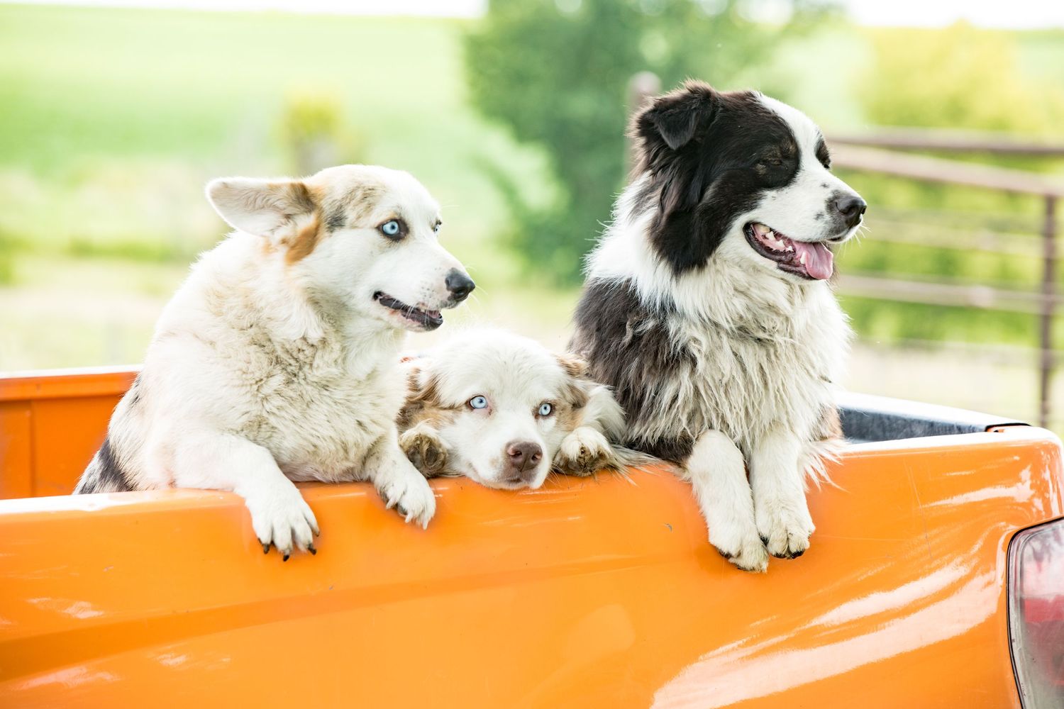 Three happy dogs sitting in the bed of an orange pickup truck.