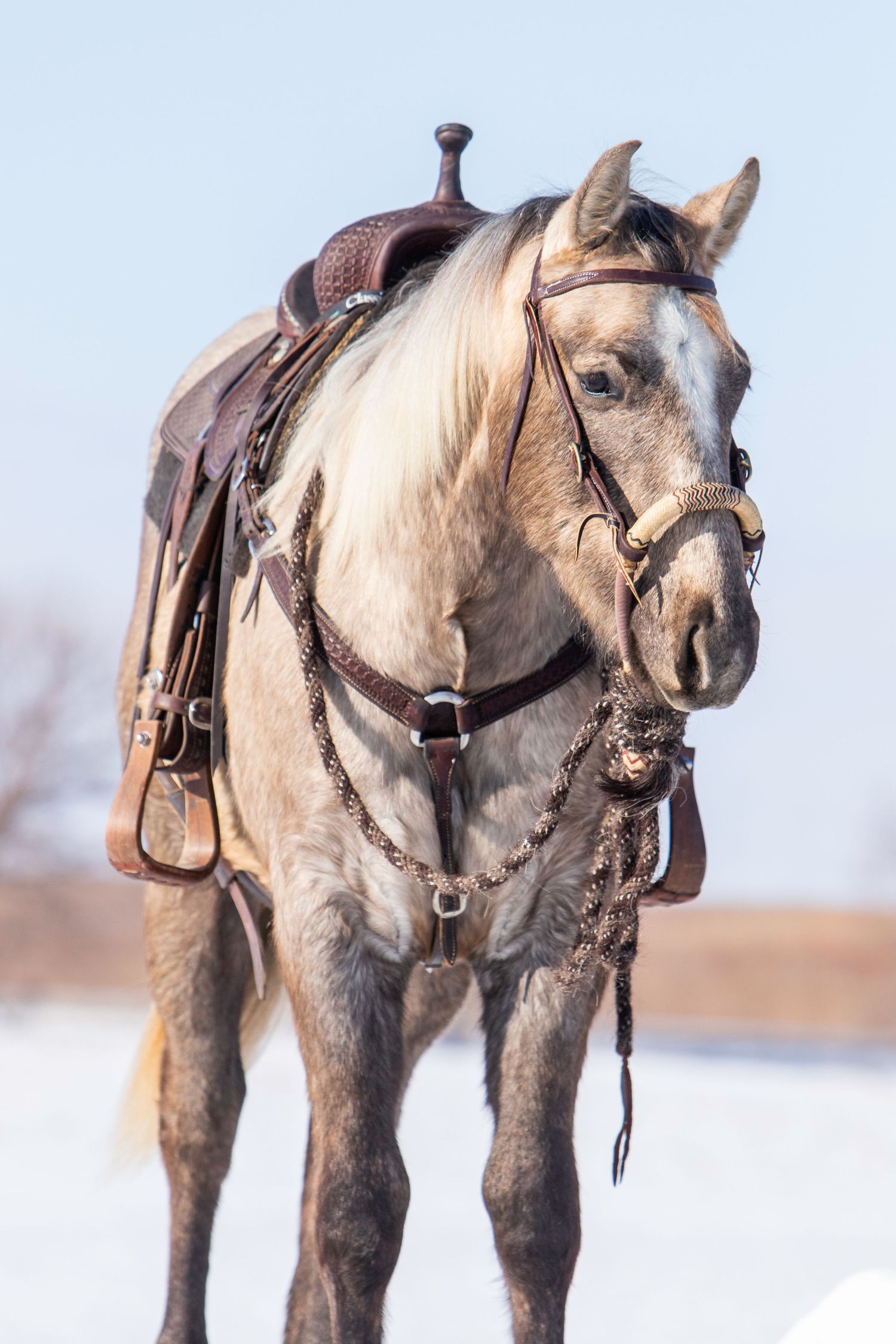 Light colored horse wearing western saddle and bridle against winter backdrop.