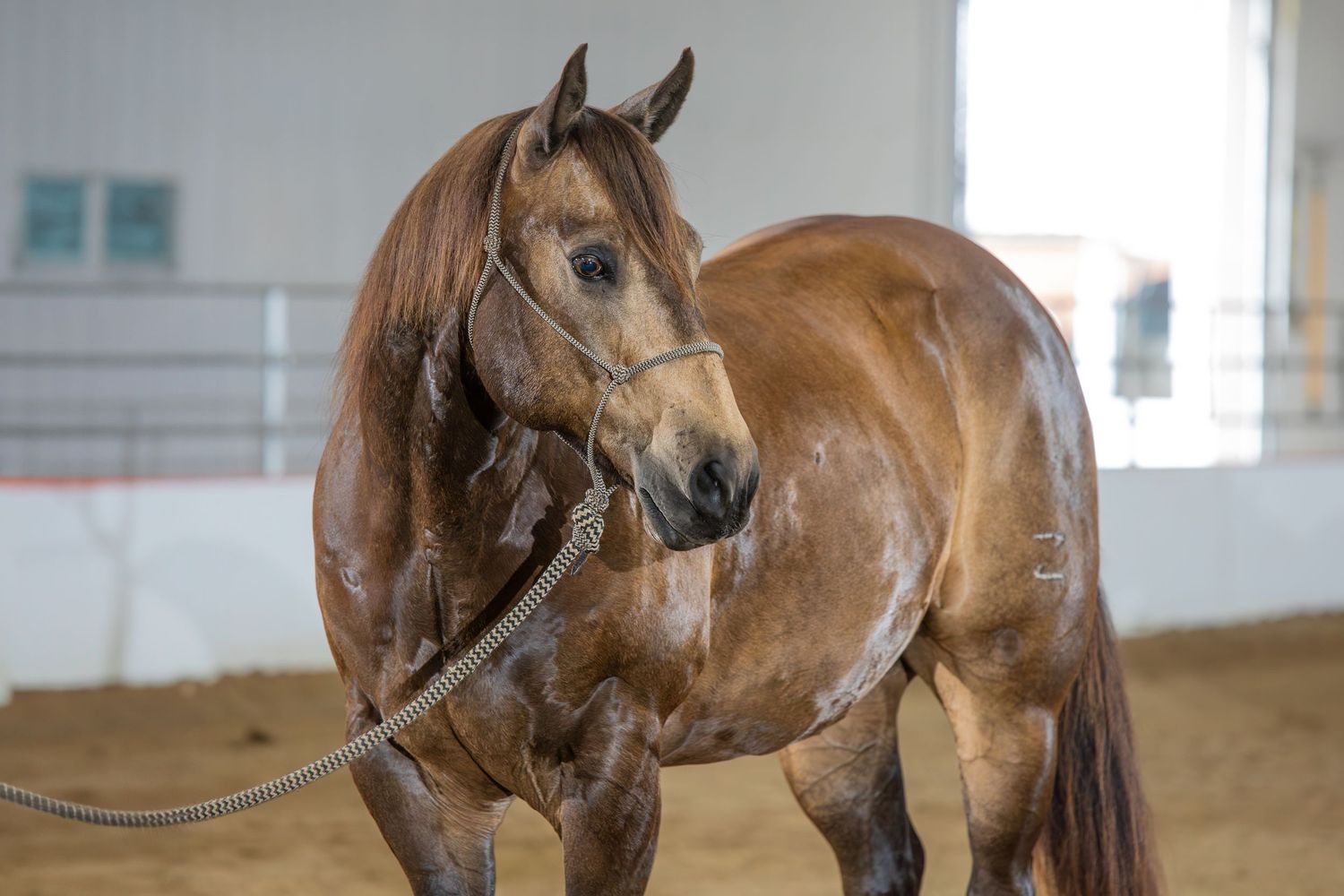 A brown horse being led through an indoor riding arena.