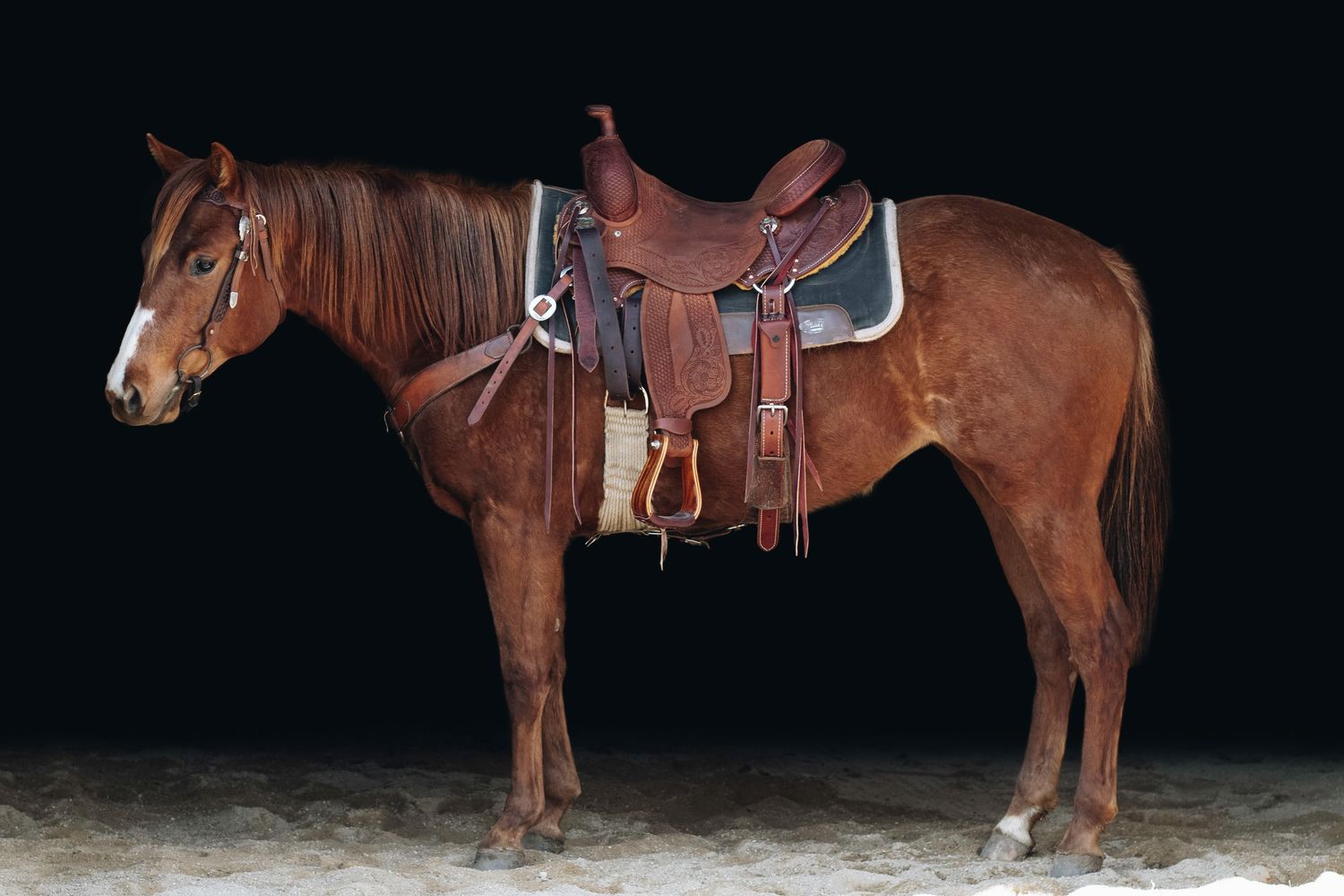 A bay horse with Western tack stands in profile against a dark background.