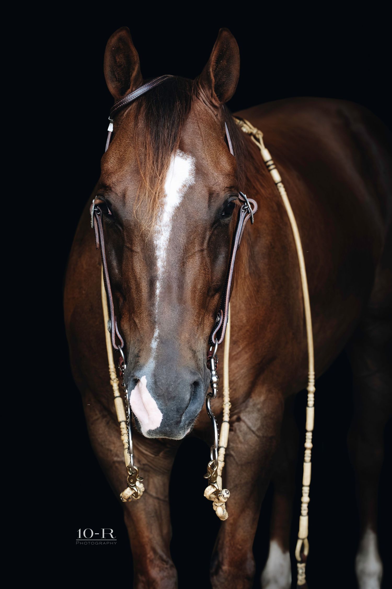 A sleek bay horse with a white blaze stands against a black background wearing an ornate bridle with gold accents.
