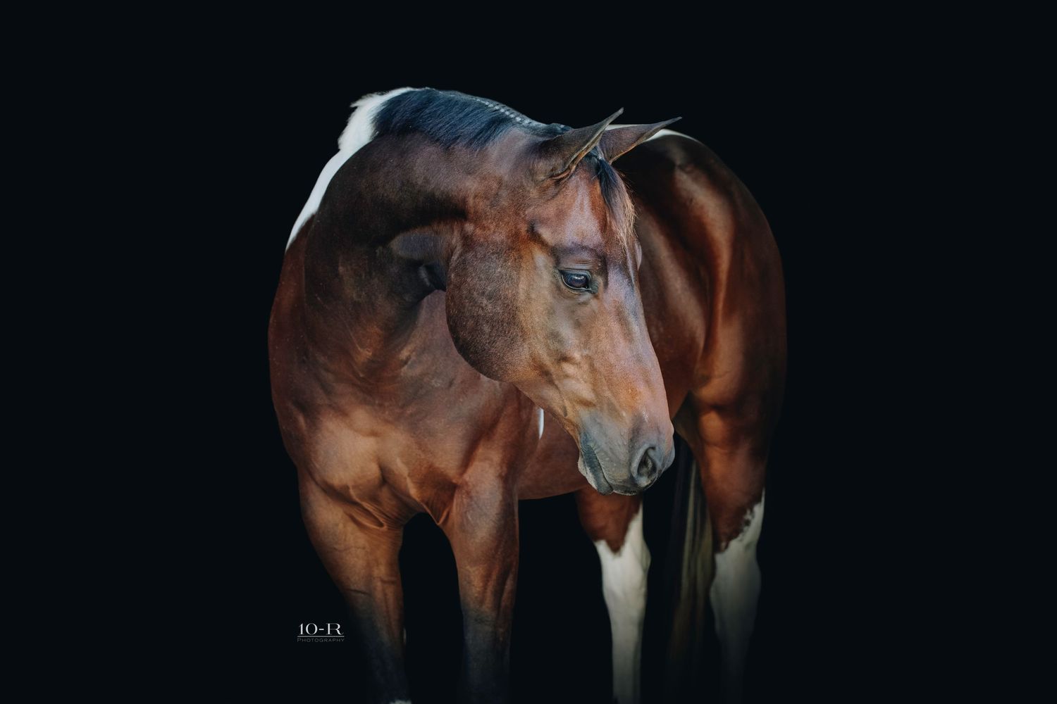 Close-up portrait of a brown horse against a dark background.