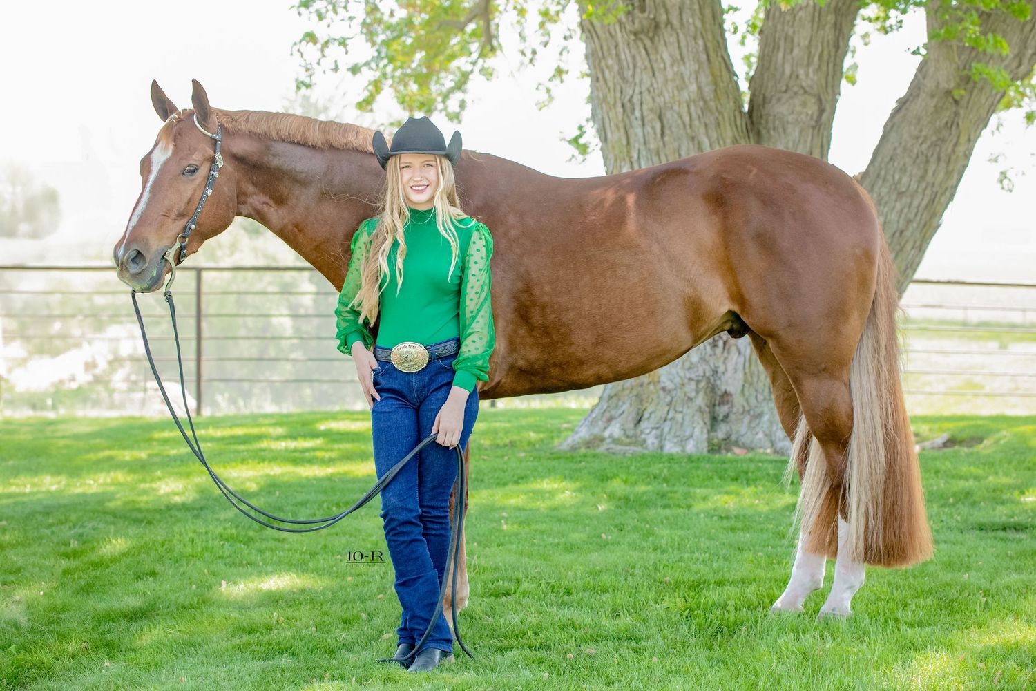 A chestnut draft horse with white markings stands on lush grass while being led by someone in blue clothing.