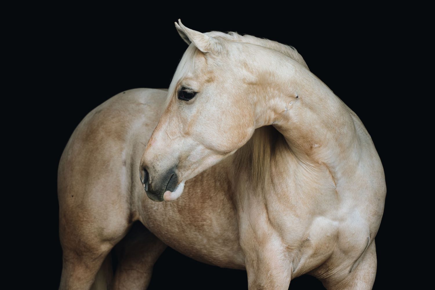 Artistic portrait of a pale horse turning its head in dramatic lighting.