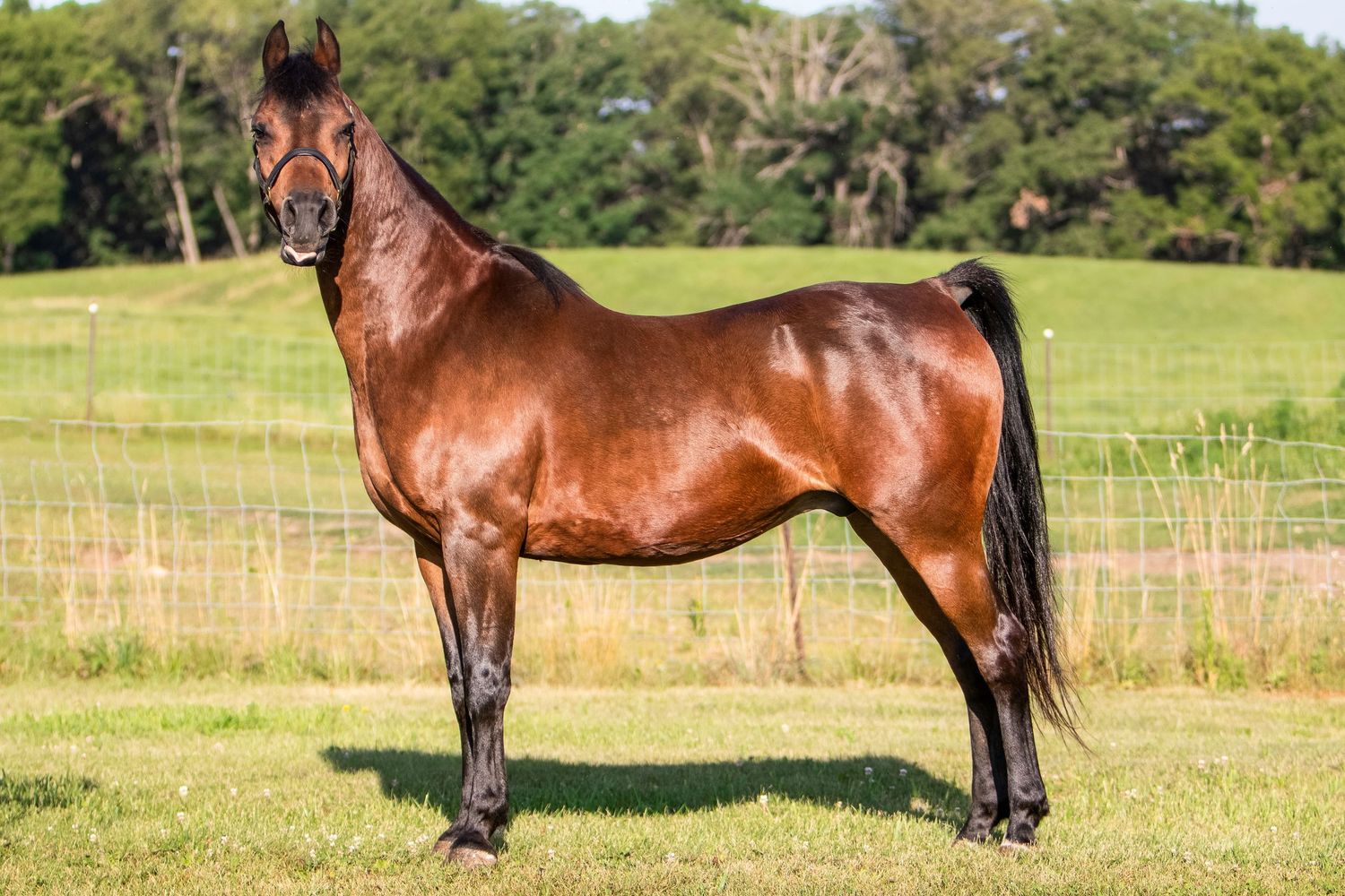 A glossy bay horse stands alert in profile on green pasture with trees in background.