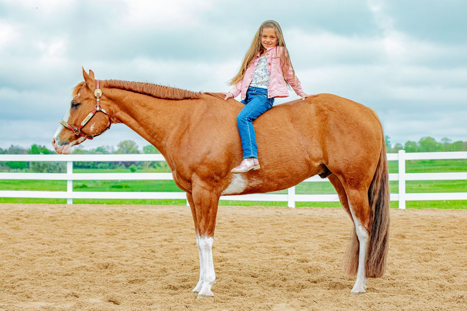 A chestnut horse with white socks stands in a sandy arena with white fencing while being ridden bareback.
