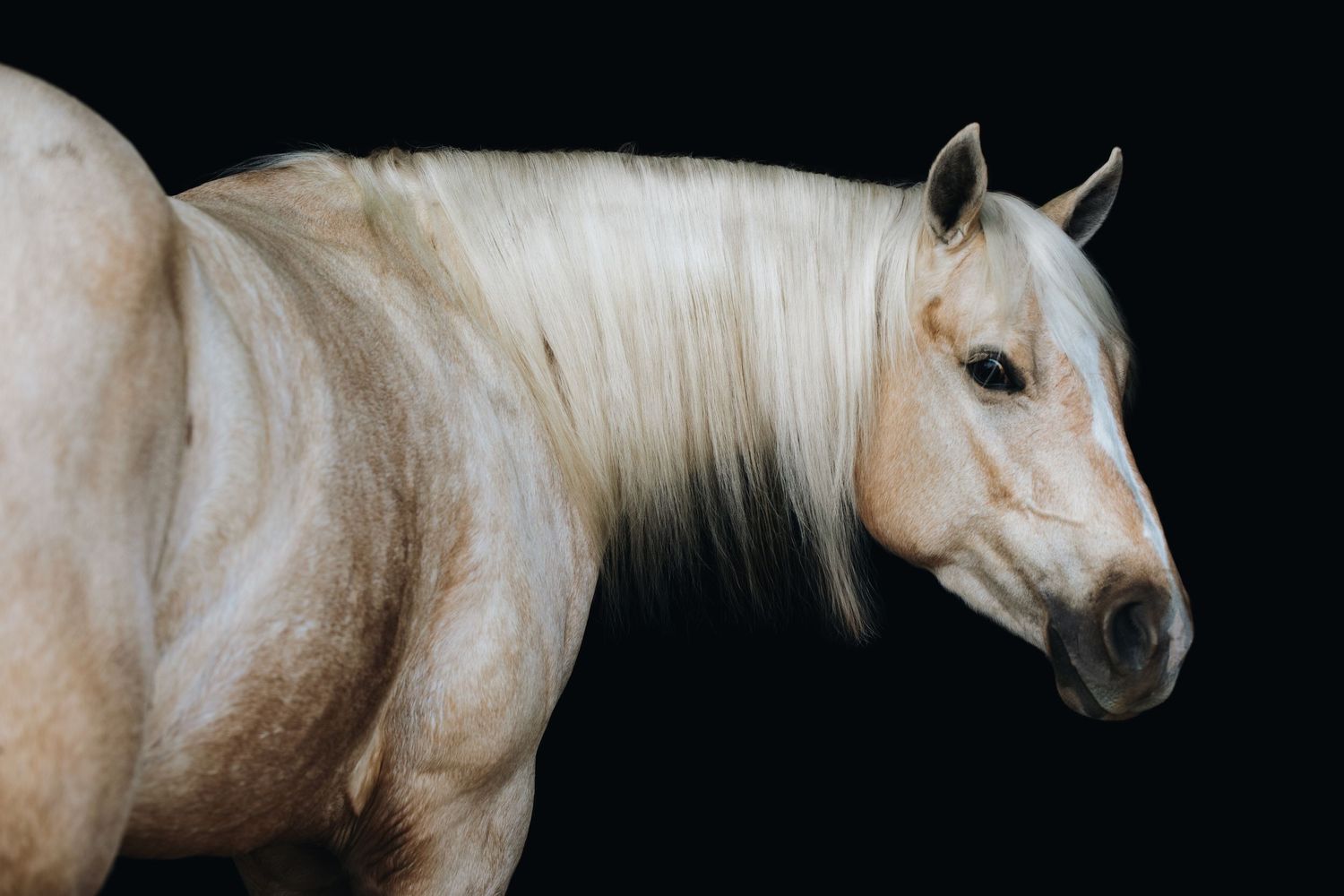 Side profile of a light-colored horse with striking white mane against dark backdrop.