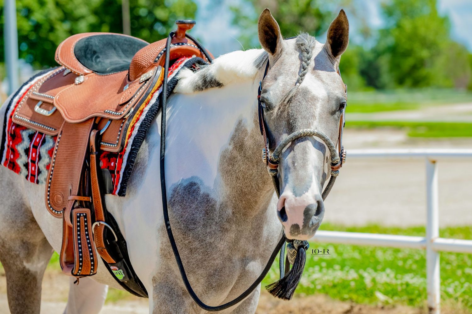 Gray horse outfitted with western riding gear and saddle stands in outdoor arena on sunny day.