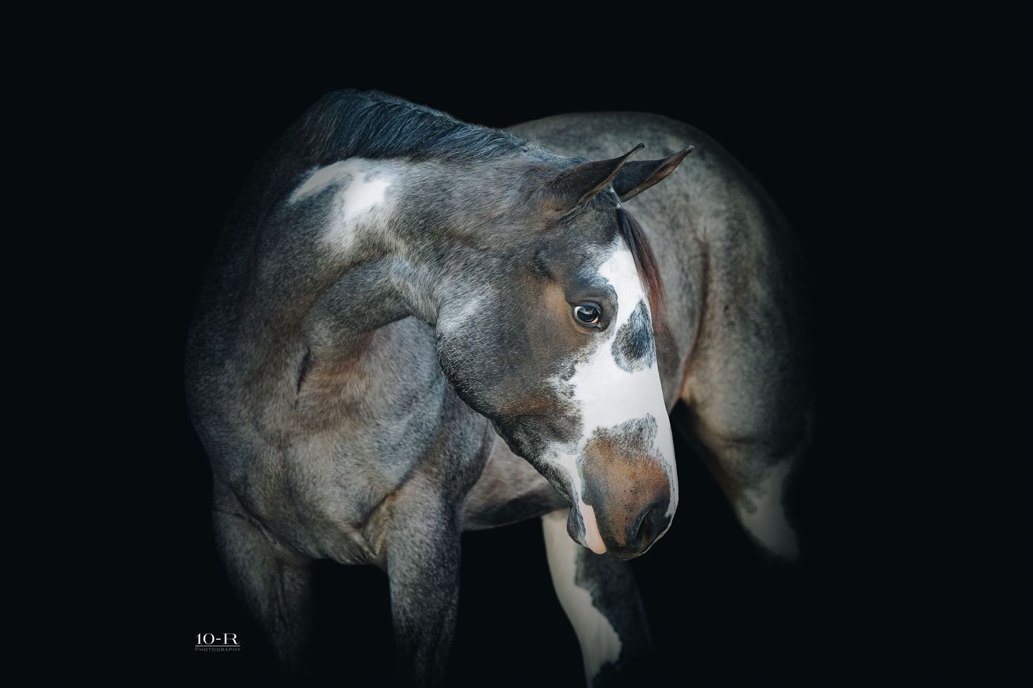 Artistic side profile of a gray horse against dark background.