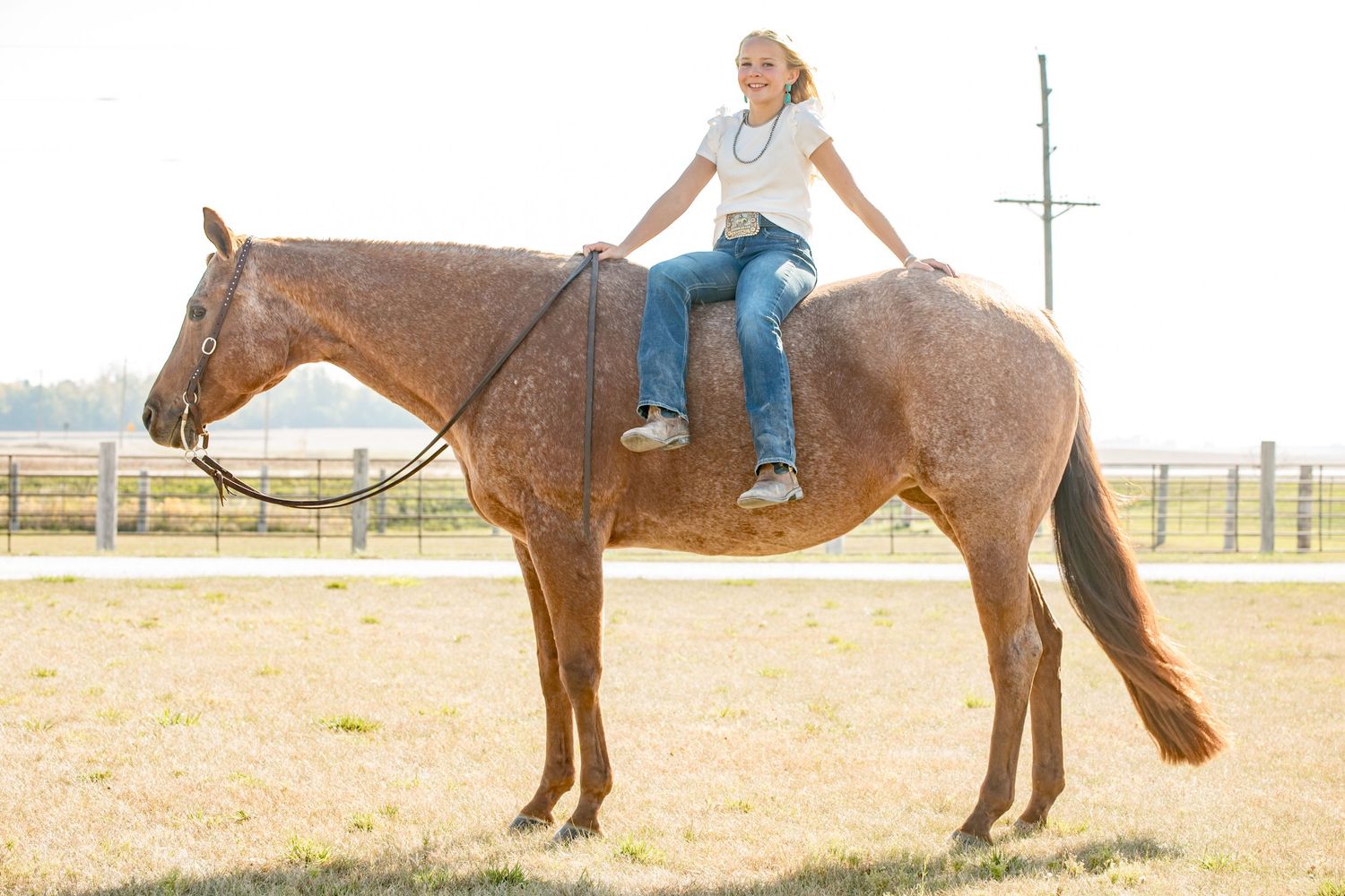 A brown horse stands calmly in a rural setting with utility poles visible in the background.