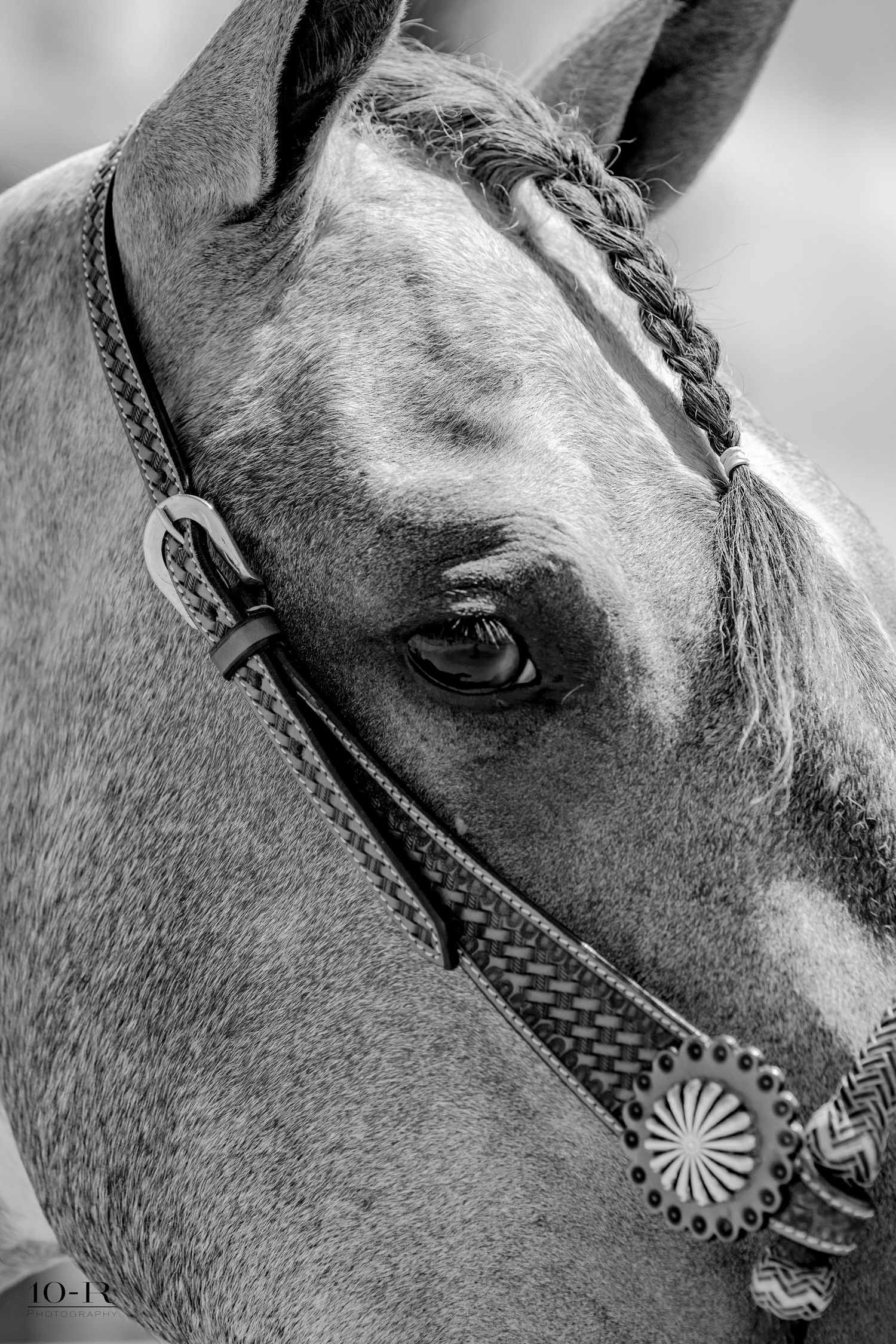 Close-up black and white photo series showing details of a horse's profile with decorative halter hardware and embellishments.