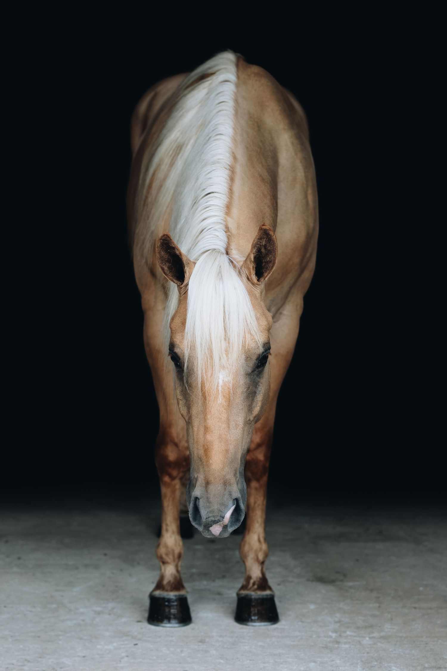 Close-up sequence of a palomino horse's face and body against a dark background.