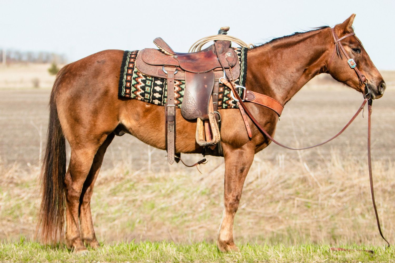 A chestnut horse wearing an ornate Western saddle and bridle stands in profile.