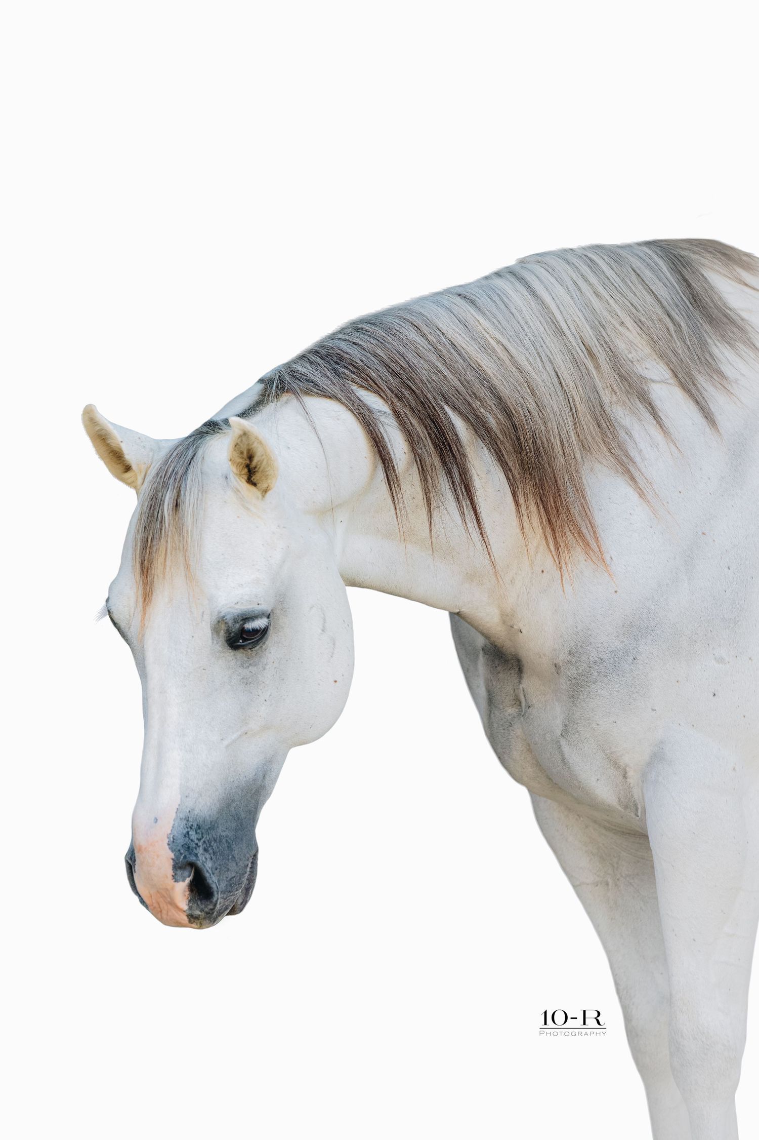 Profile series of a white Arabian horse's head and neck against white background.