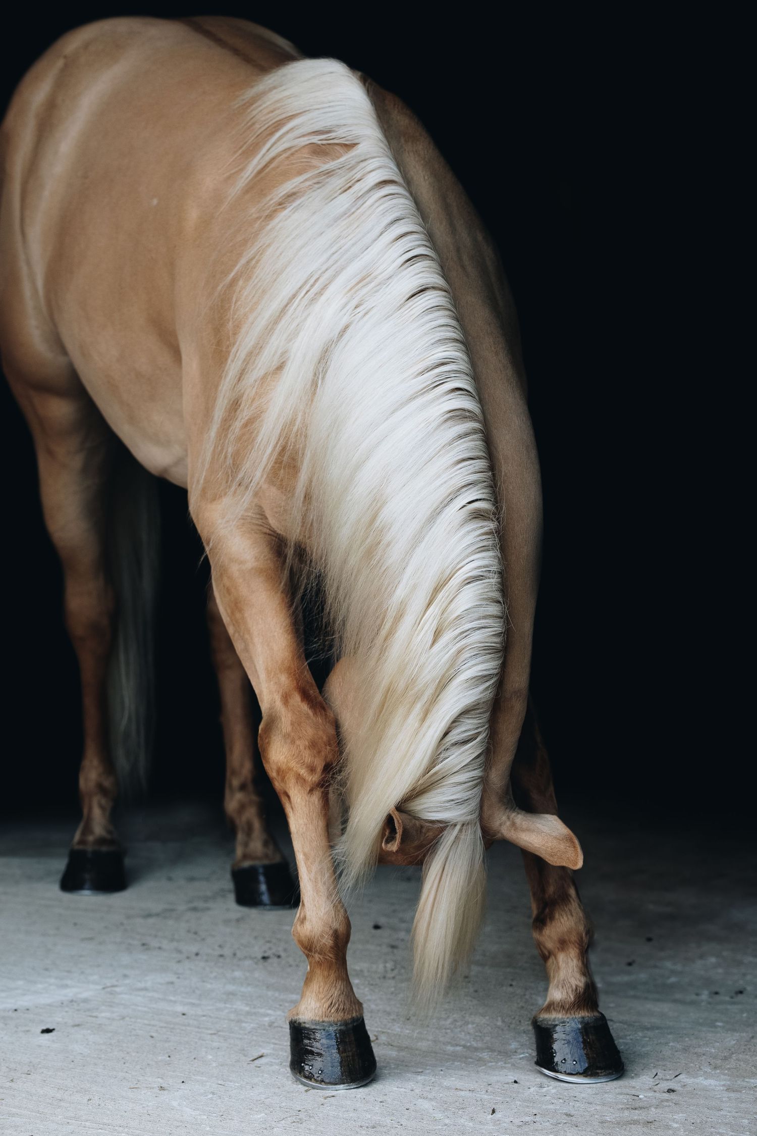 Lower body view of a cream colored horse showing hooves and tail against black background.