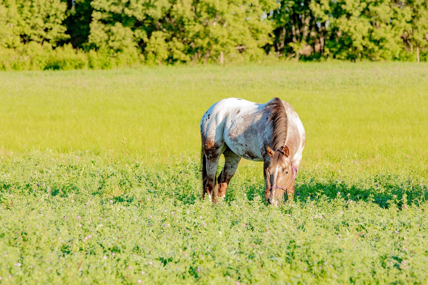 Horses standing in a lush green field on a bright summer day.