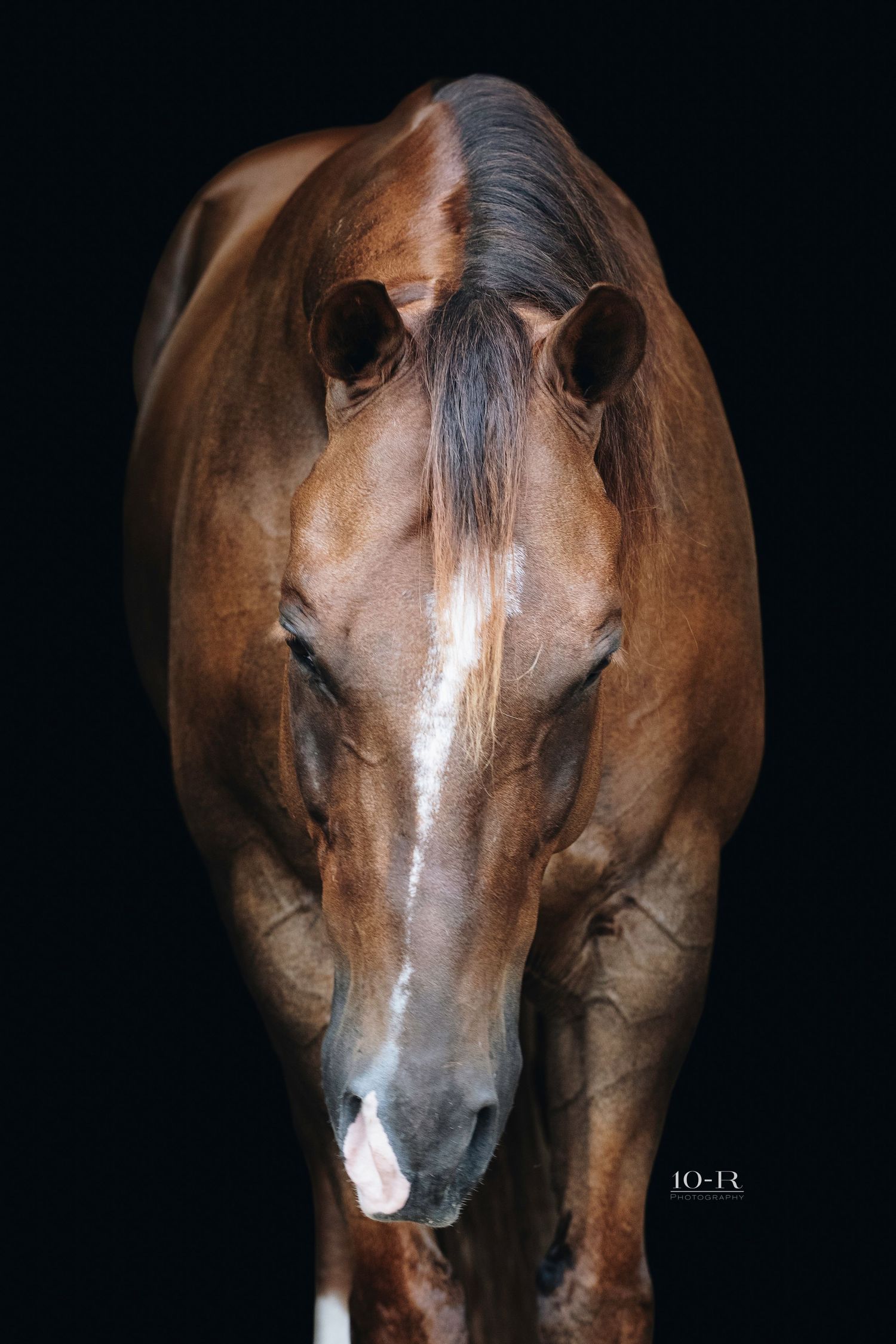 Series of equine portraits showing a chestnut horse with a distinctive white blaze on its face against a dark background.