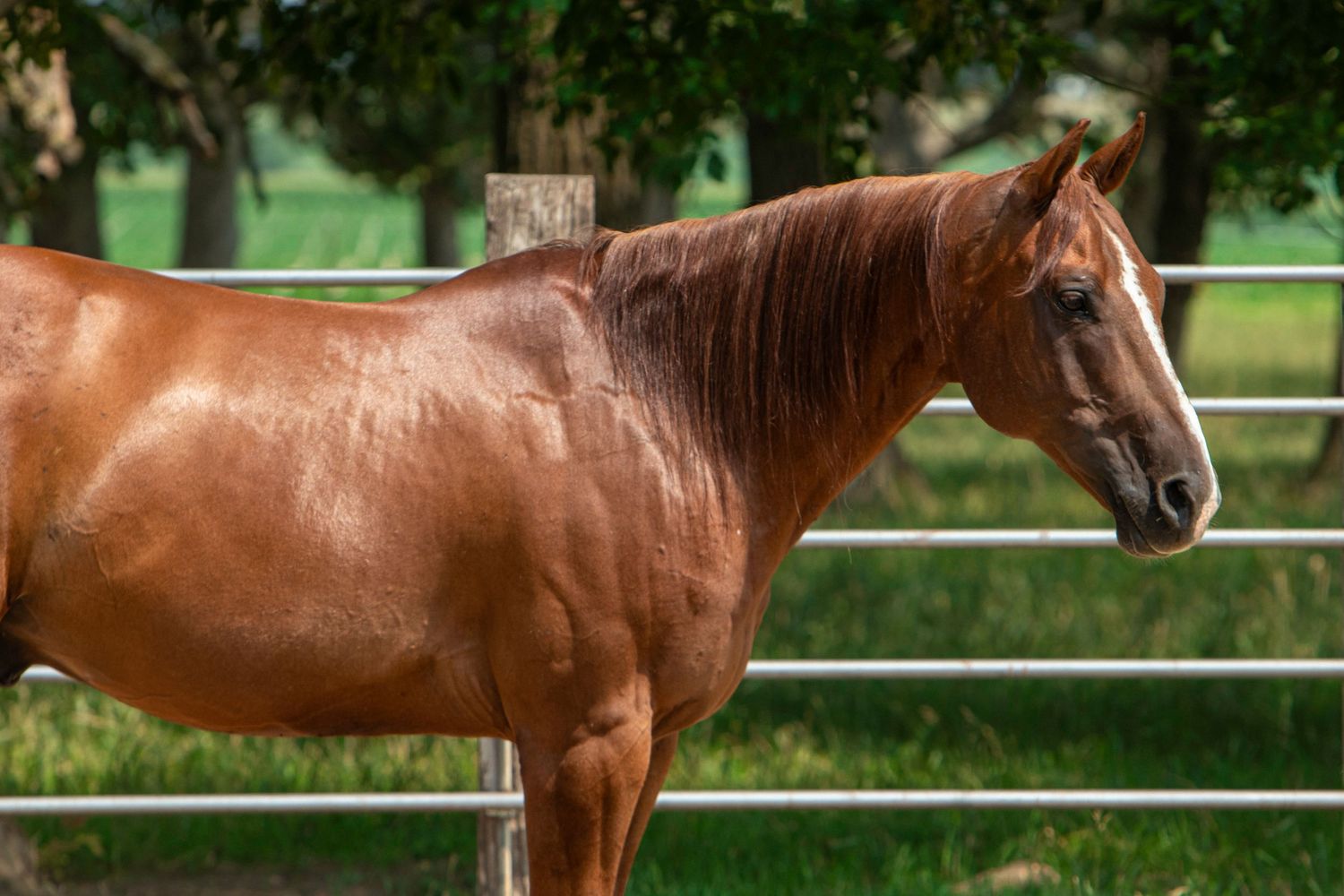 Close-up profile of a muscular chestnut horse with sleek coat in summer paddock.