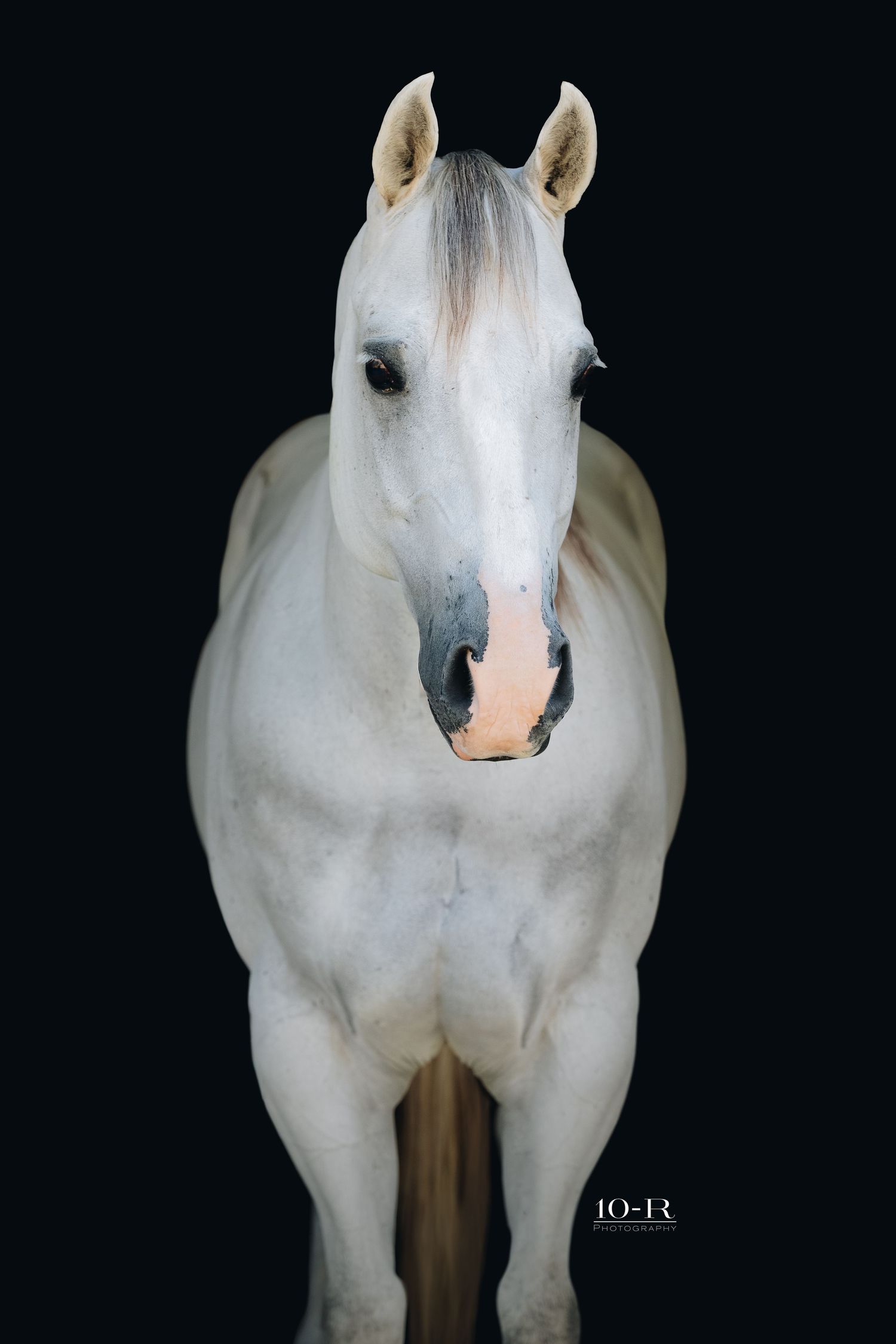 Portrait of a white horse against black background showing head and neck details.