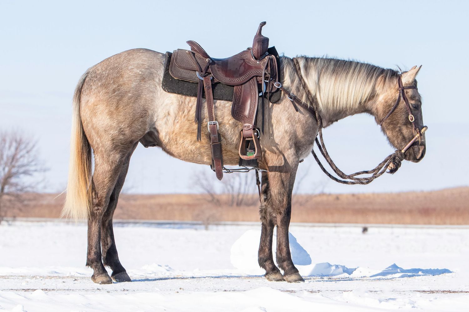 Saddled horse standing in snowy winter landscape with leather tack and riding gear.