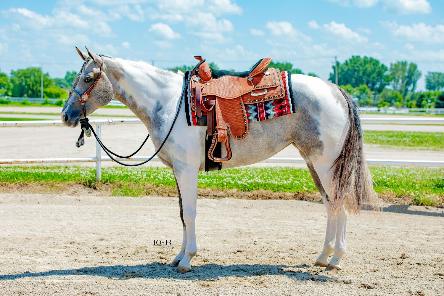 A grey horse dressed in western riding gear stands in a sandy arena in multiple training positions.