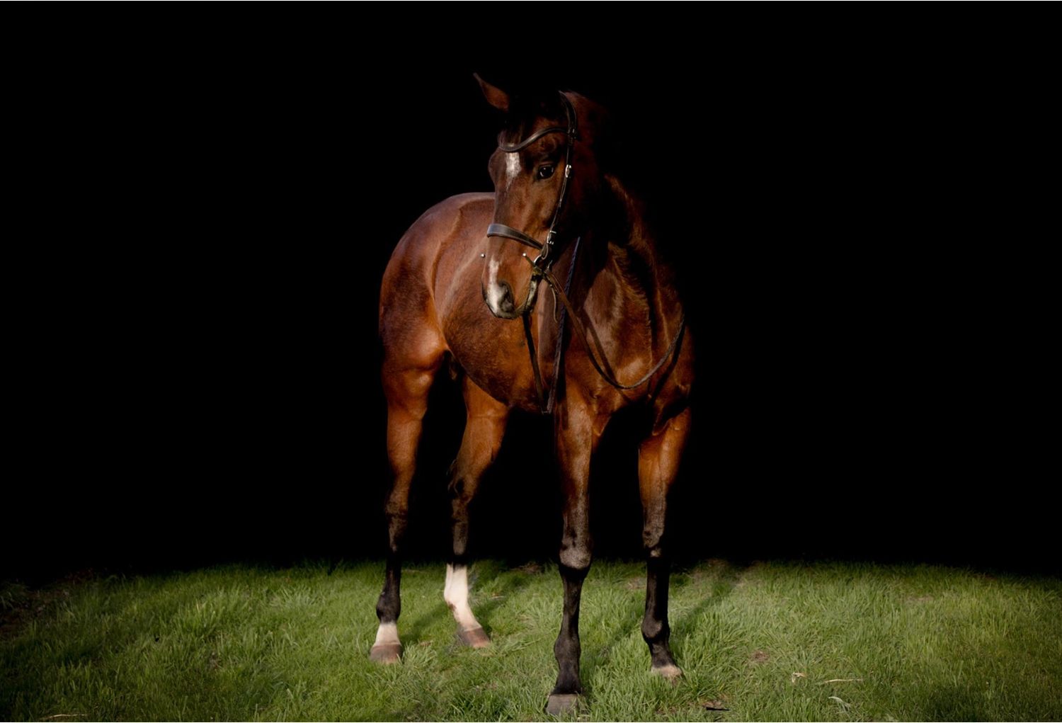A series of brown horses photographed in various poses against dark backgrounds and grass.