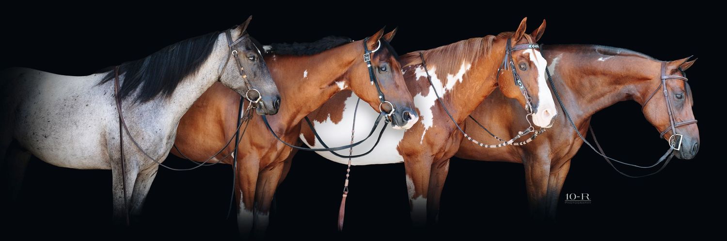 Artistic panorama of horse profiles against black background showing different angles of equine heads.