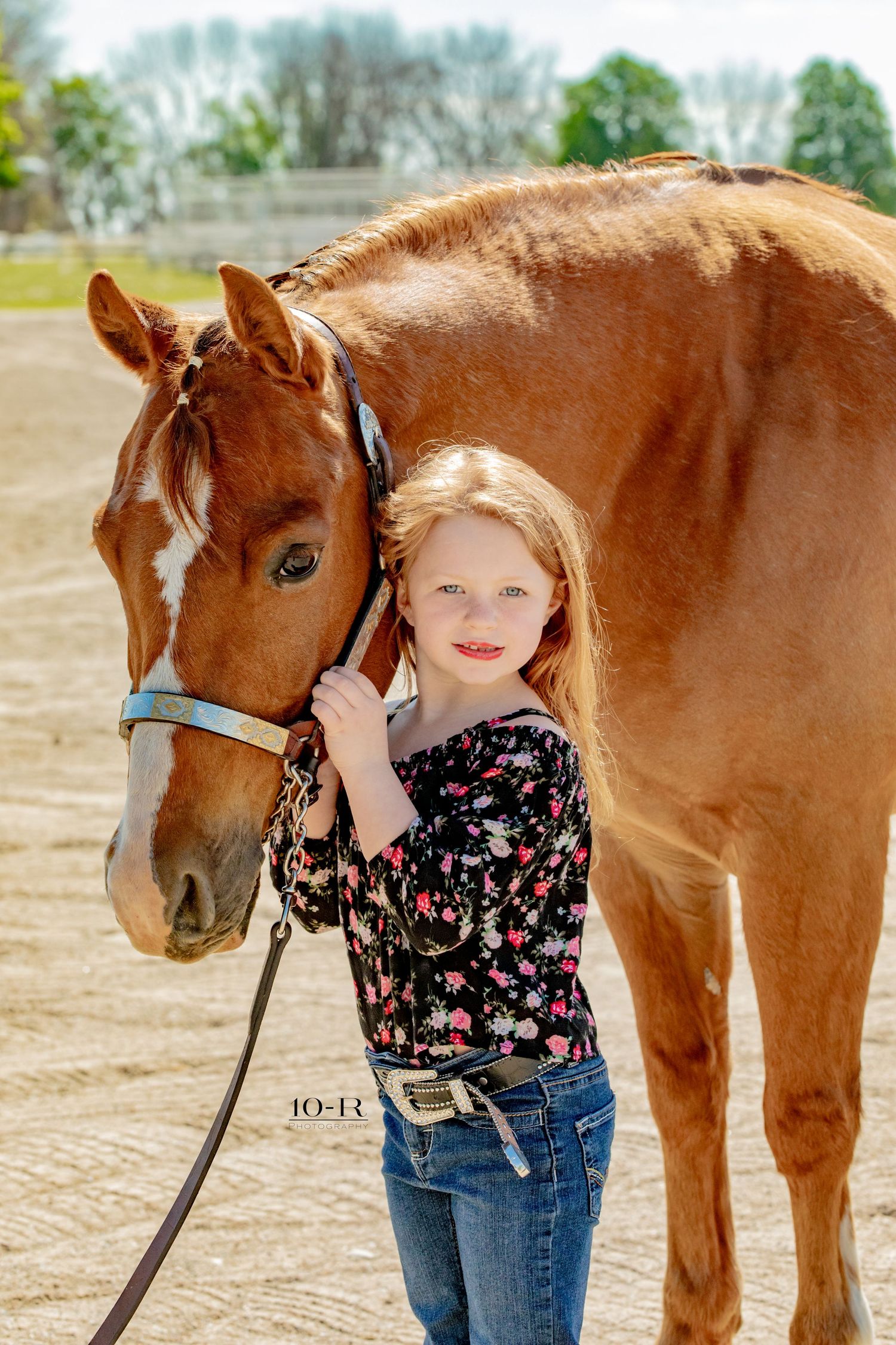 A chestnut horse with white markings on its face wears a blue halter while standing in an outdoor paddock.